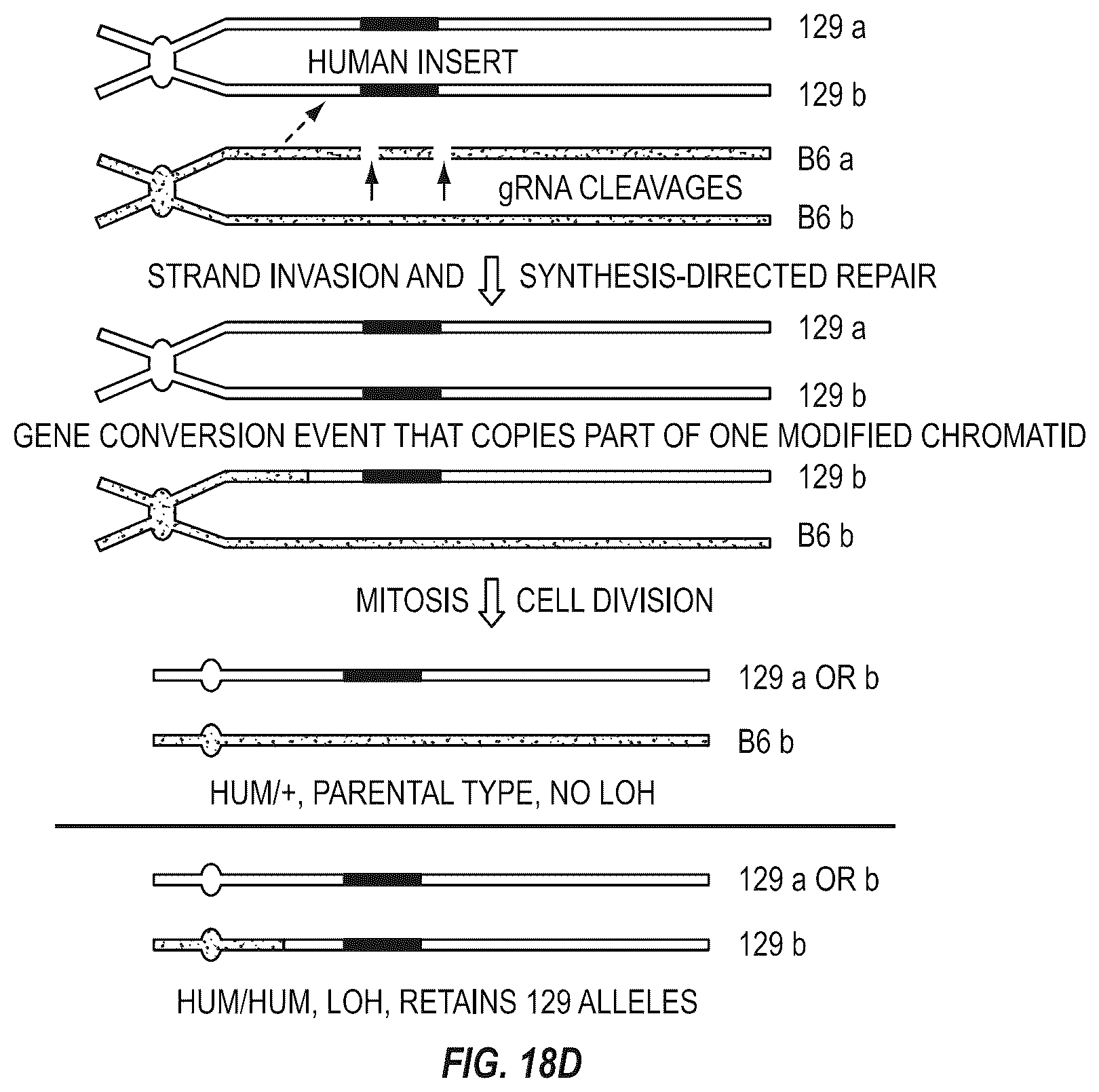 Patent US12342801 Figure 19 – Methods for producing antigen-binding proteins against foreign antigens
