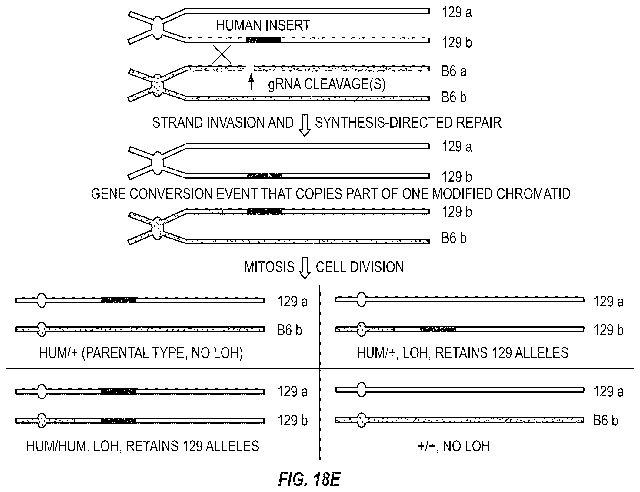 Patent US12342801 Figure 20 – Methods for producing antigen-binding proteins against foreign antigens