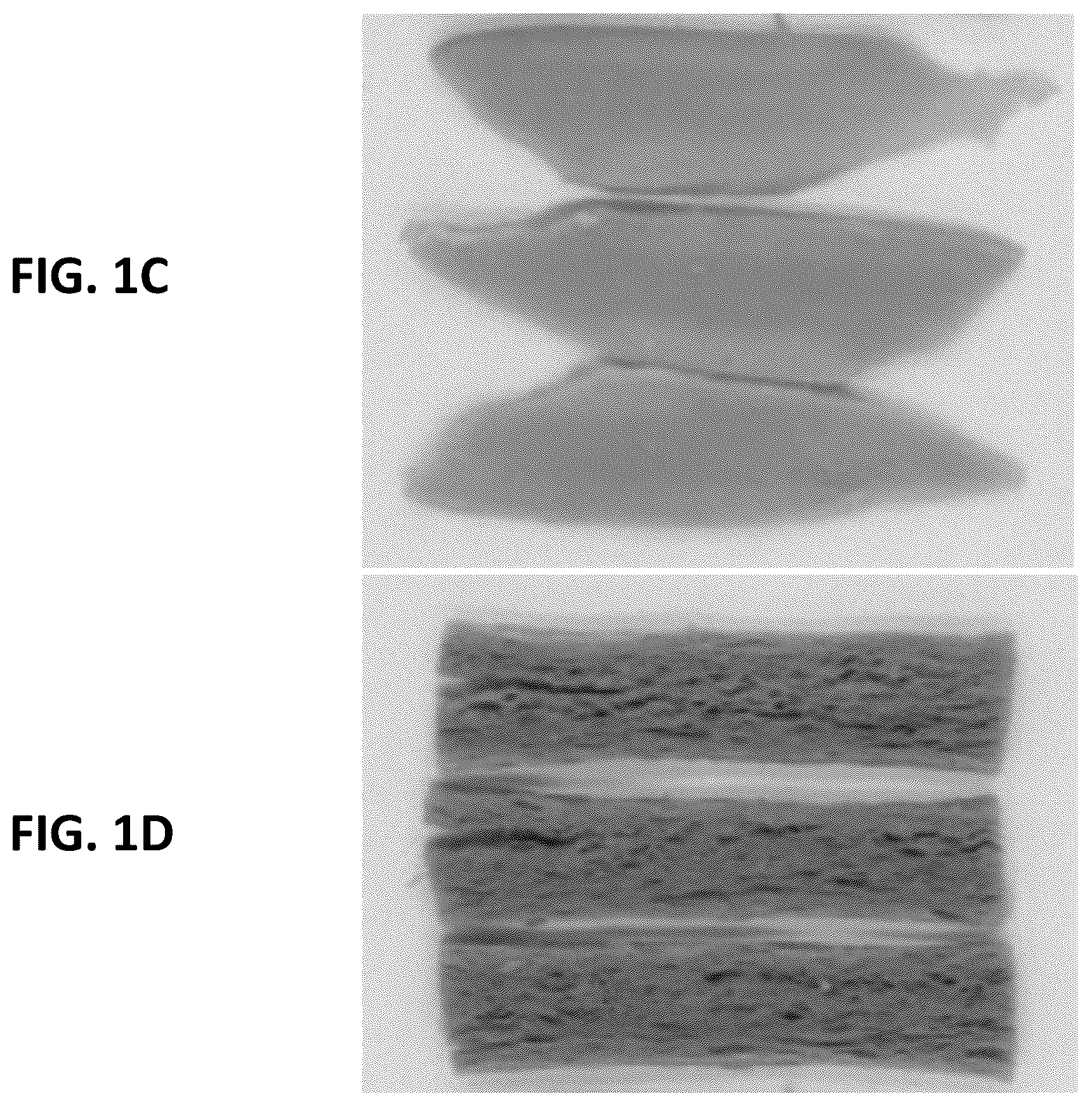 Patent US12342836 Figure 3 – Methods of manufacturing protein-based meat analogs