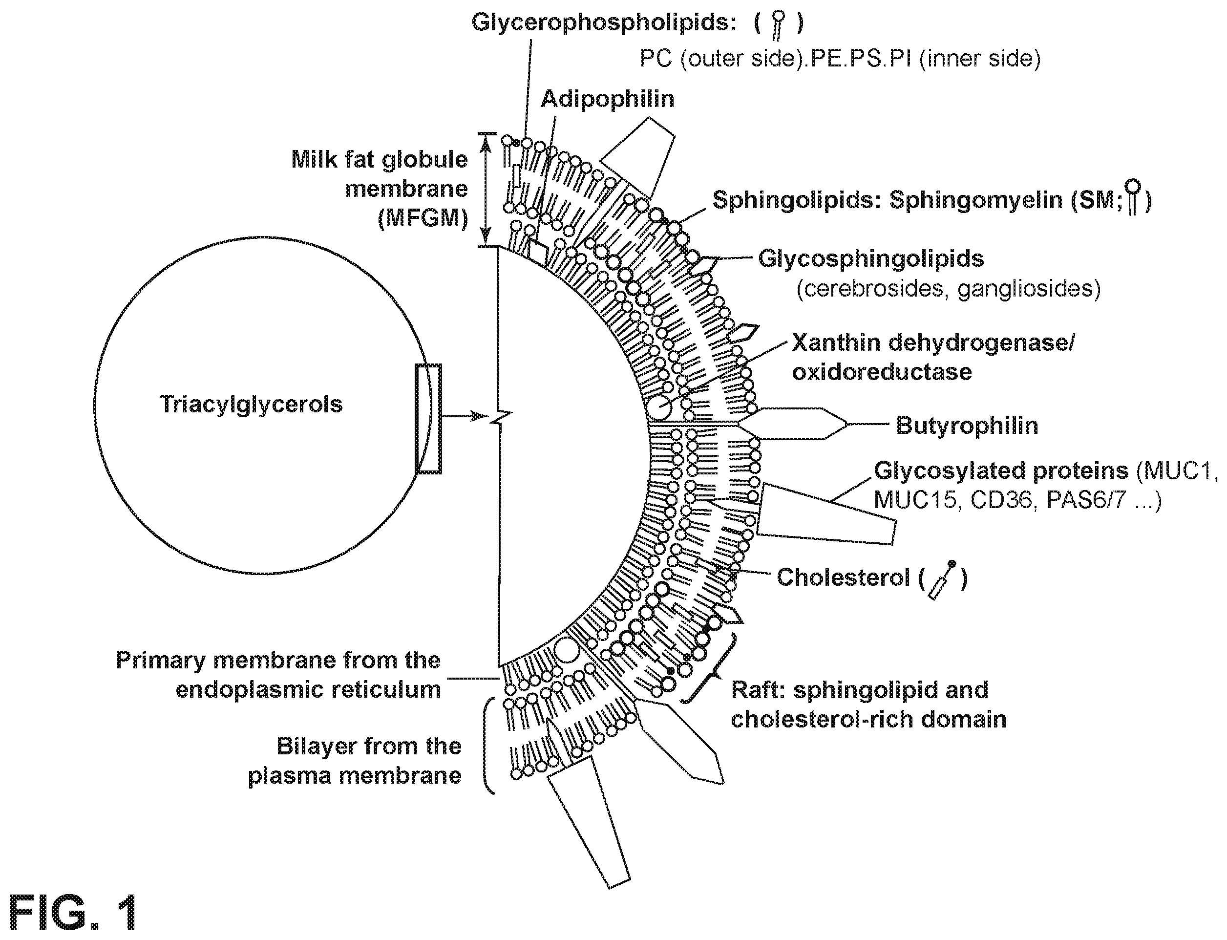 Patent US12342843 Figure 1 – Nutritional compositions with MFGM and certain human milk oligosaccharides and uses thereof