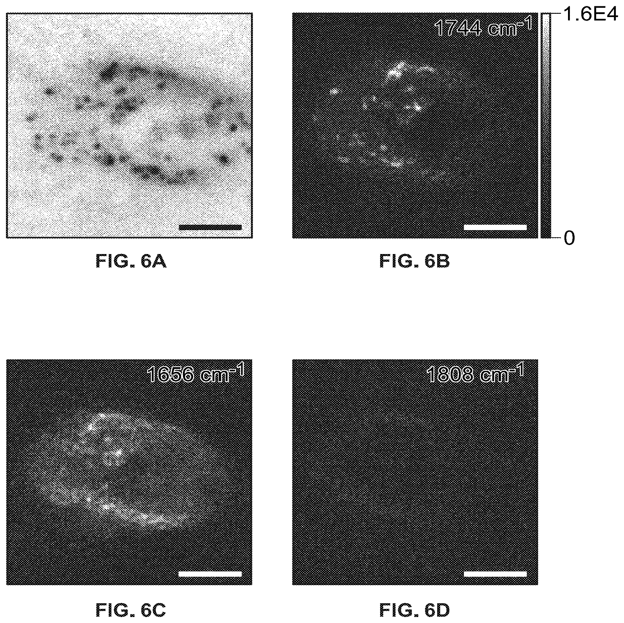 Patent US12345635 Figure 7 – Ultrafast chemical imaging by widefield photothermal sensing of infrared absorption