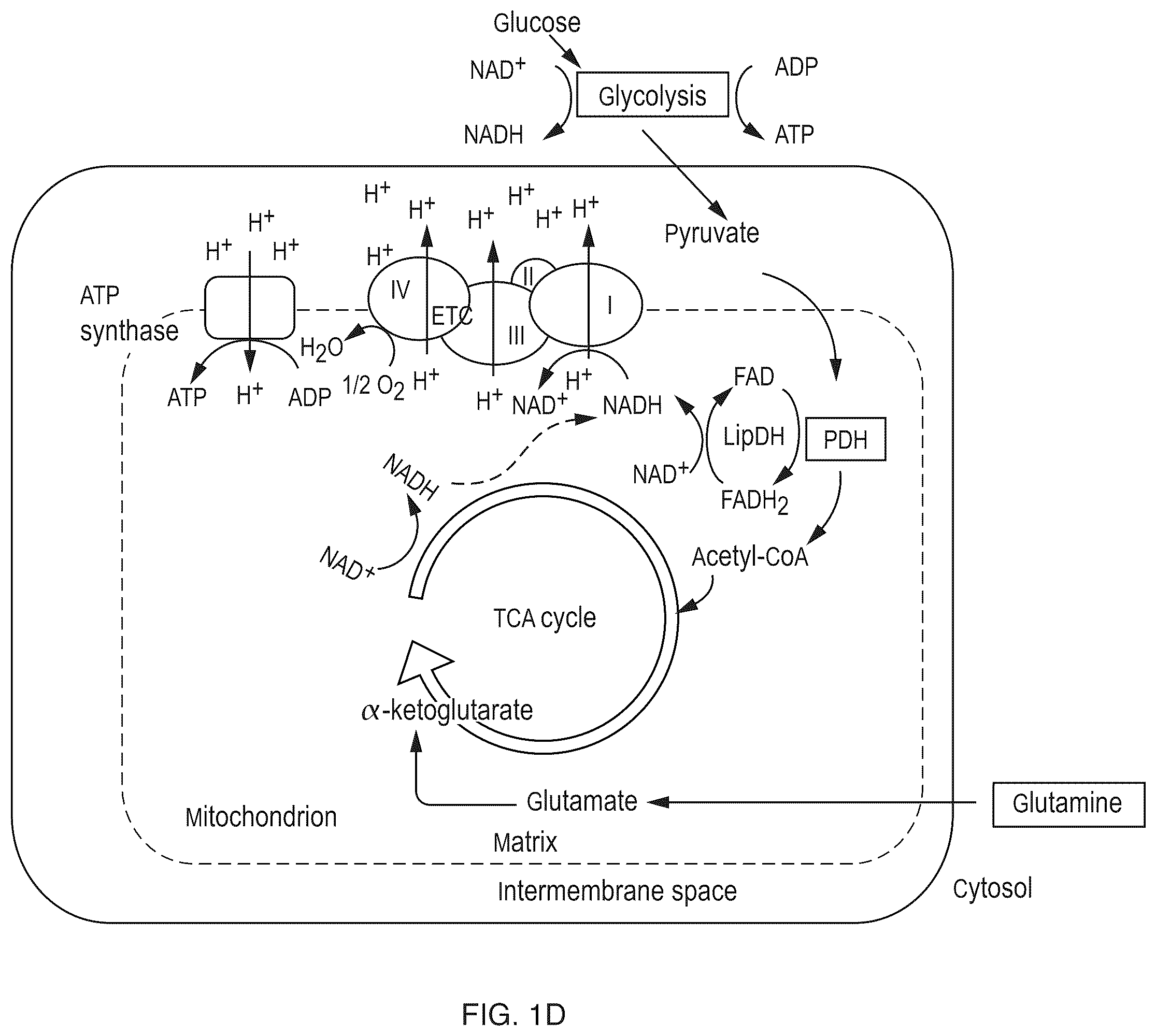 Patent US12345644 Figure 4 – System and method for assessing cellular metabolic activity