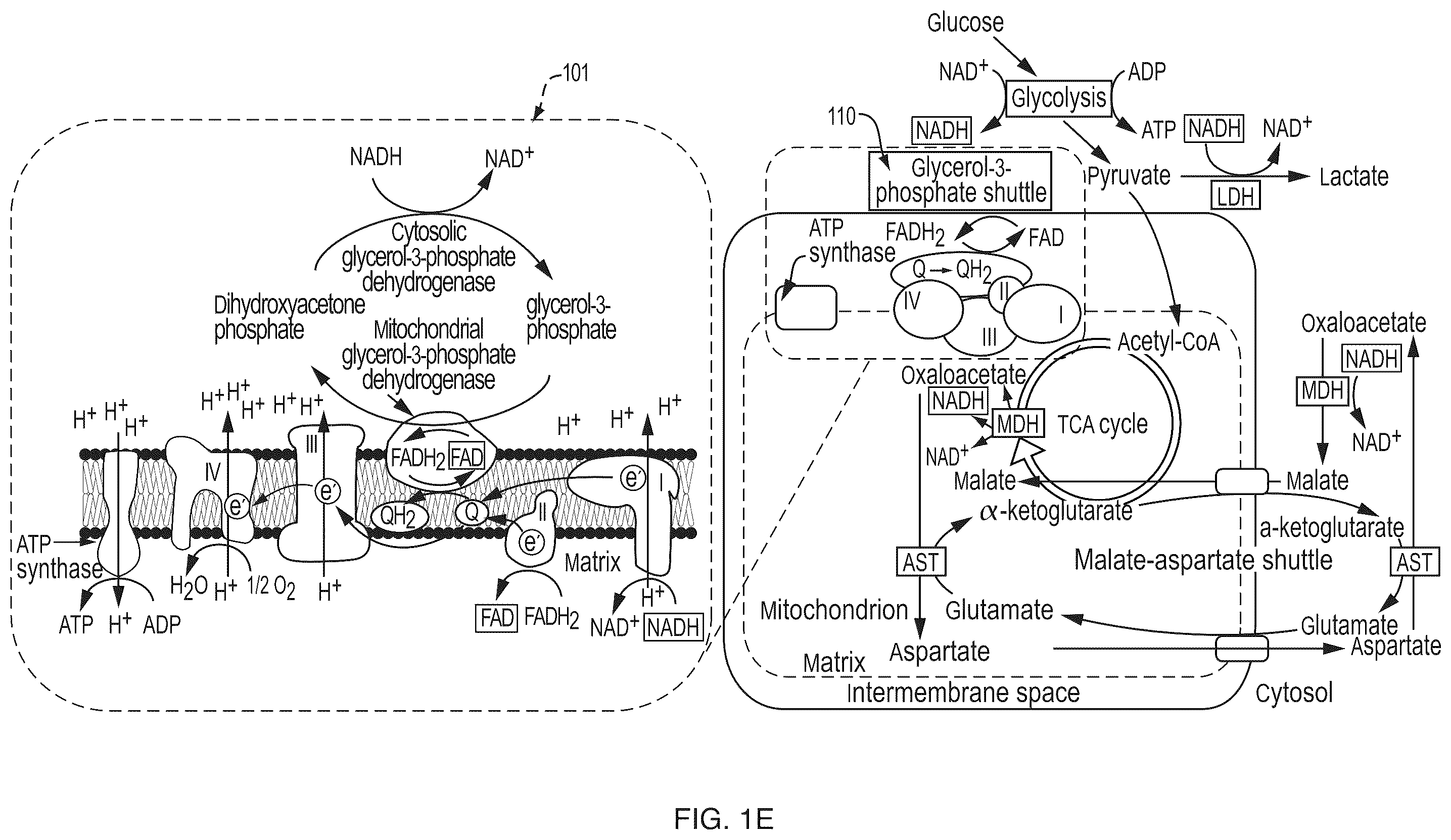 Patent US12345644 Figure 5 – System and method for assessing cellular metabolic activity