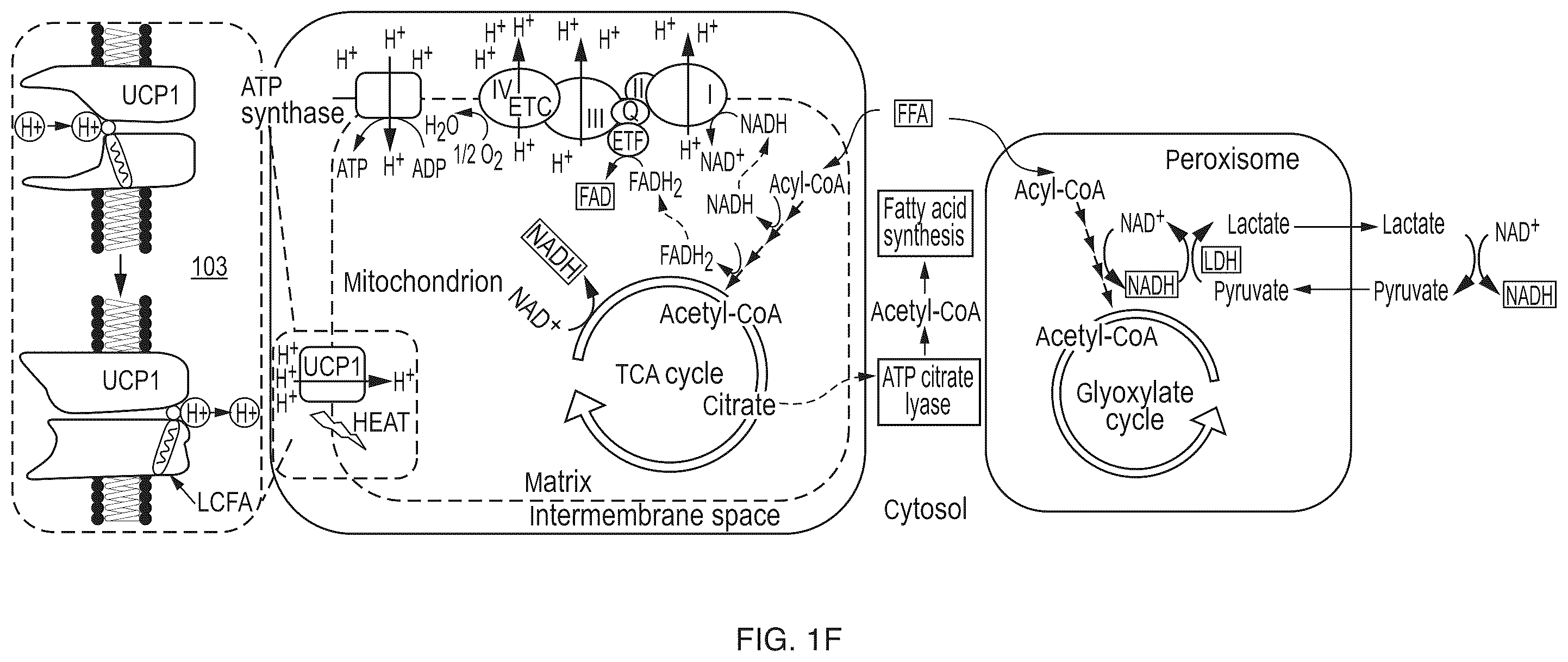 Patent US12345644 Figure 6 – System and method for assessing cellular metabolic activity