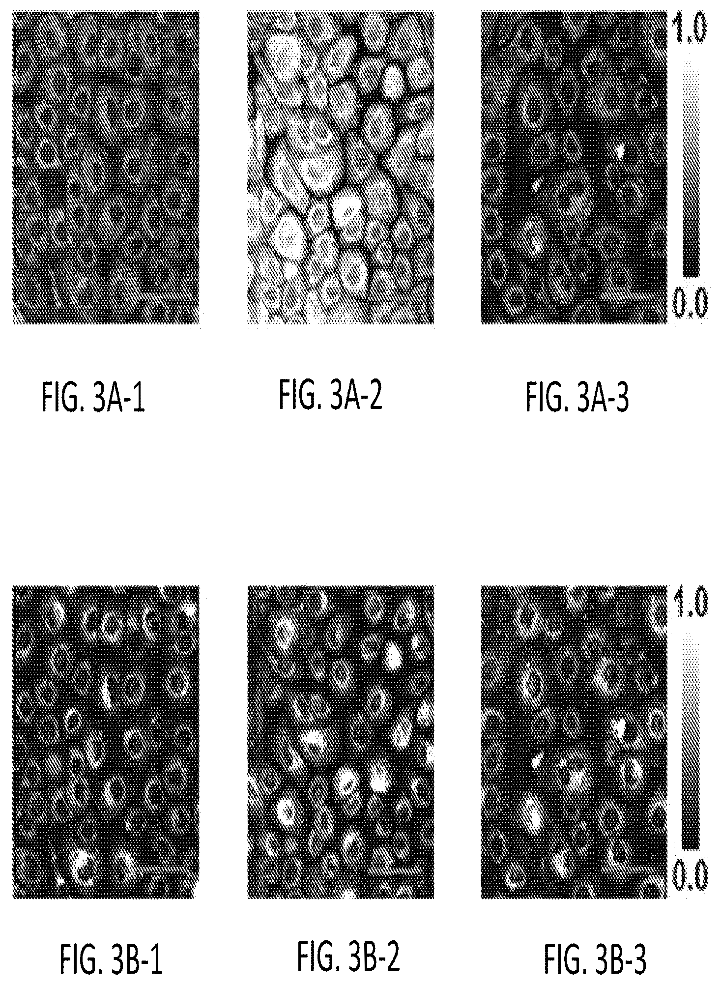 Patent US12345644 Figure 8 – System and method for assessing cellular metabolic activity