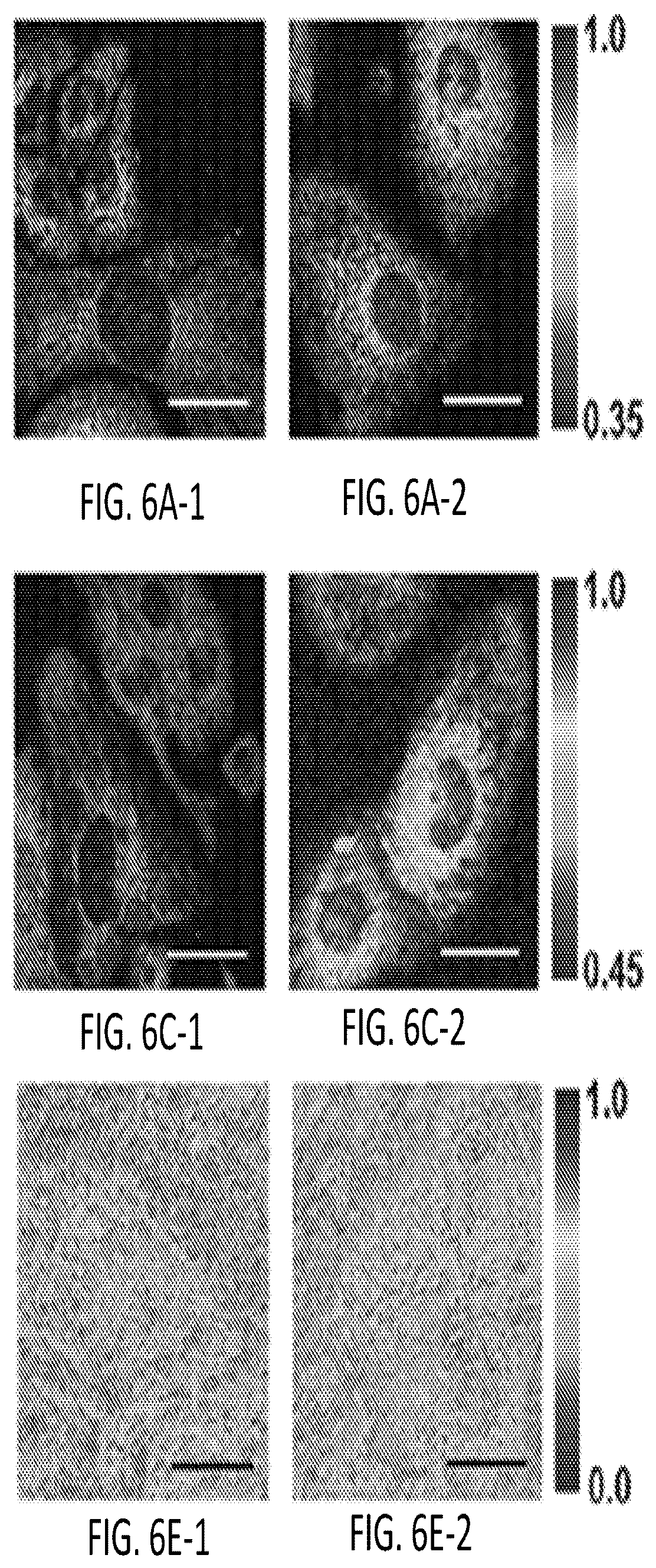 Patent US12345644 Figure 13 – System and method for assessing cellular metabolic activity