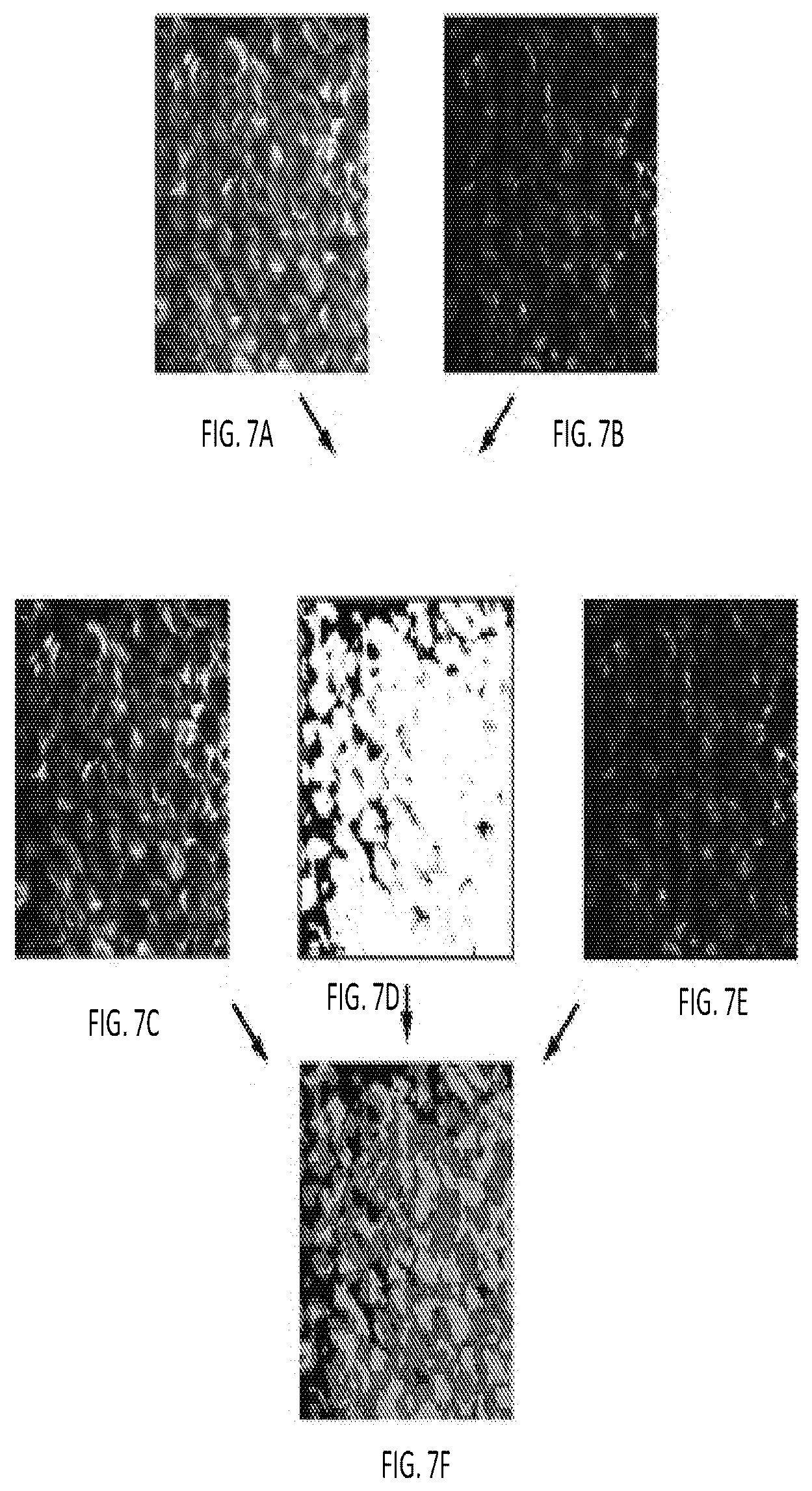 Patent US12345644 Figure 15 – System and method for assessing cellular metabolic activity