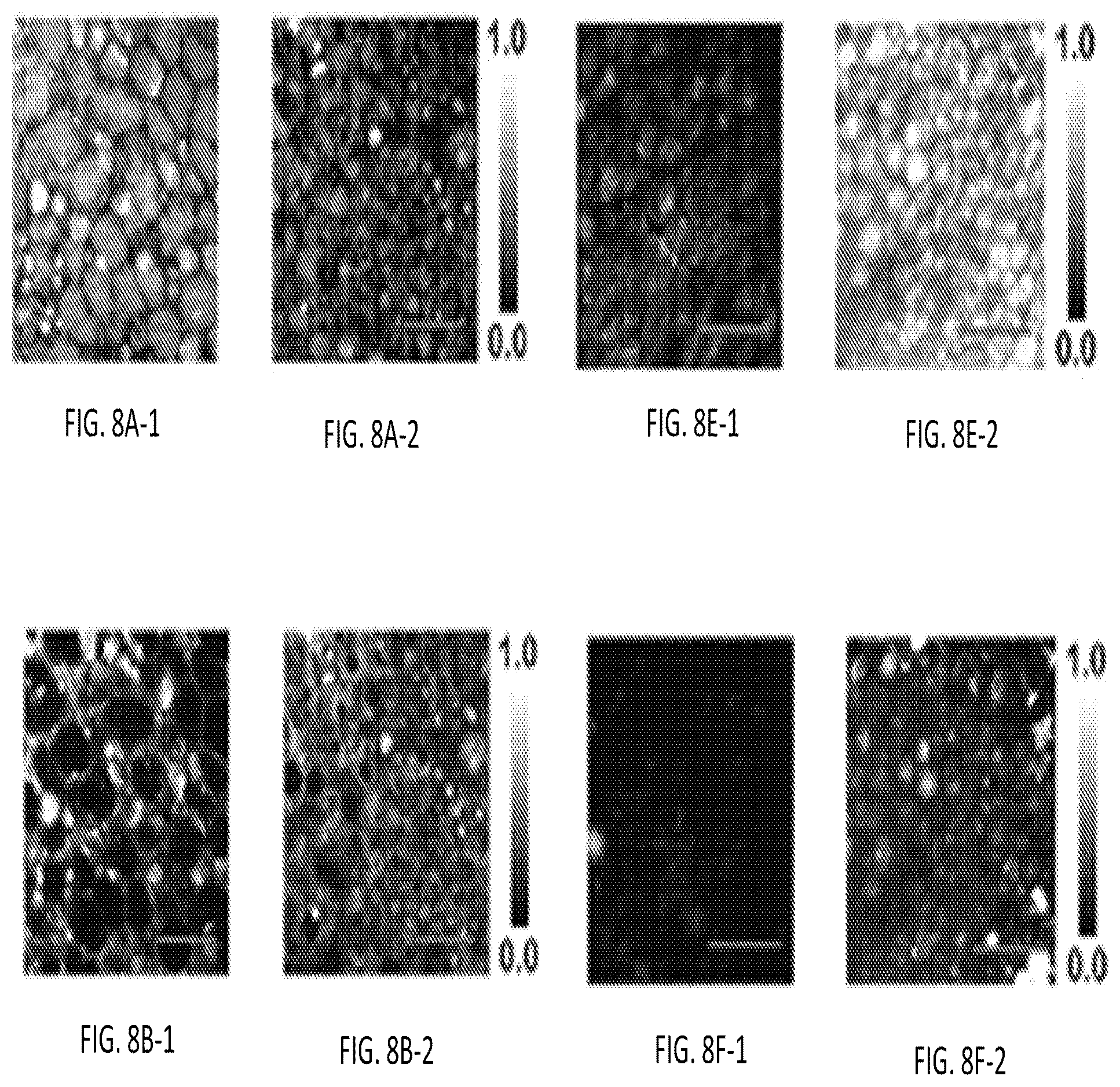 Patent US12345644 Figure 16 – System and method for assessing cellular metabolic activity