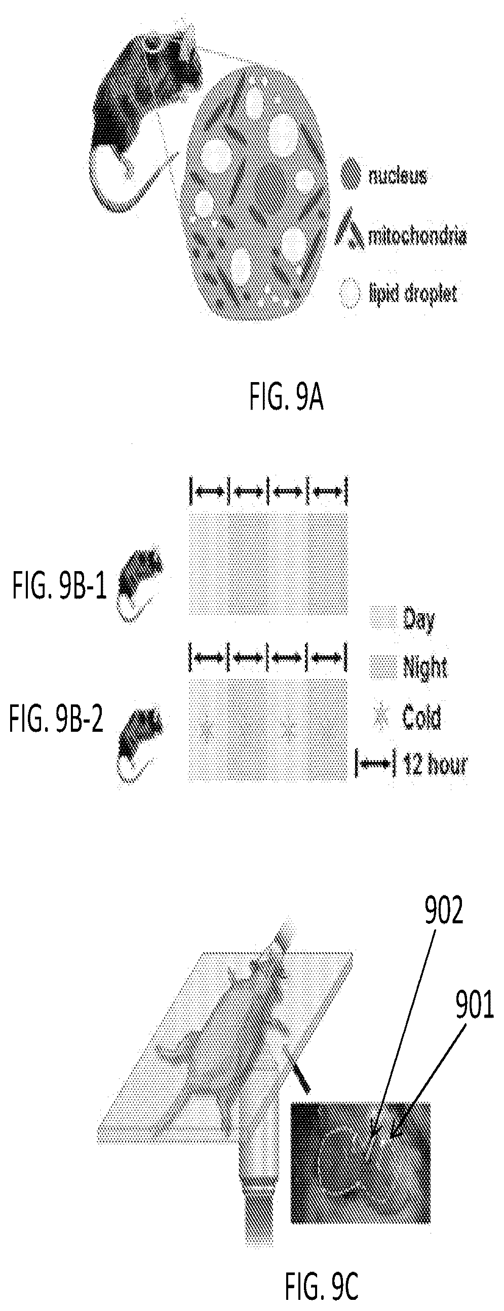 Patent US12345644 Figure 18 – System and method for assessing cellular metabolic activity