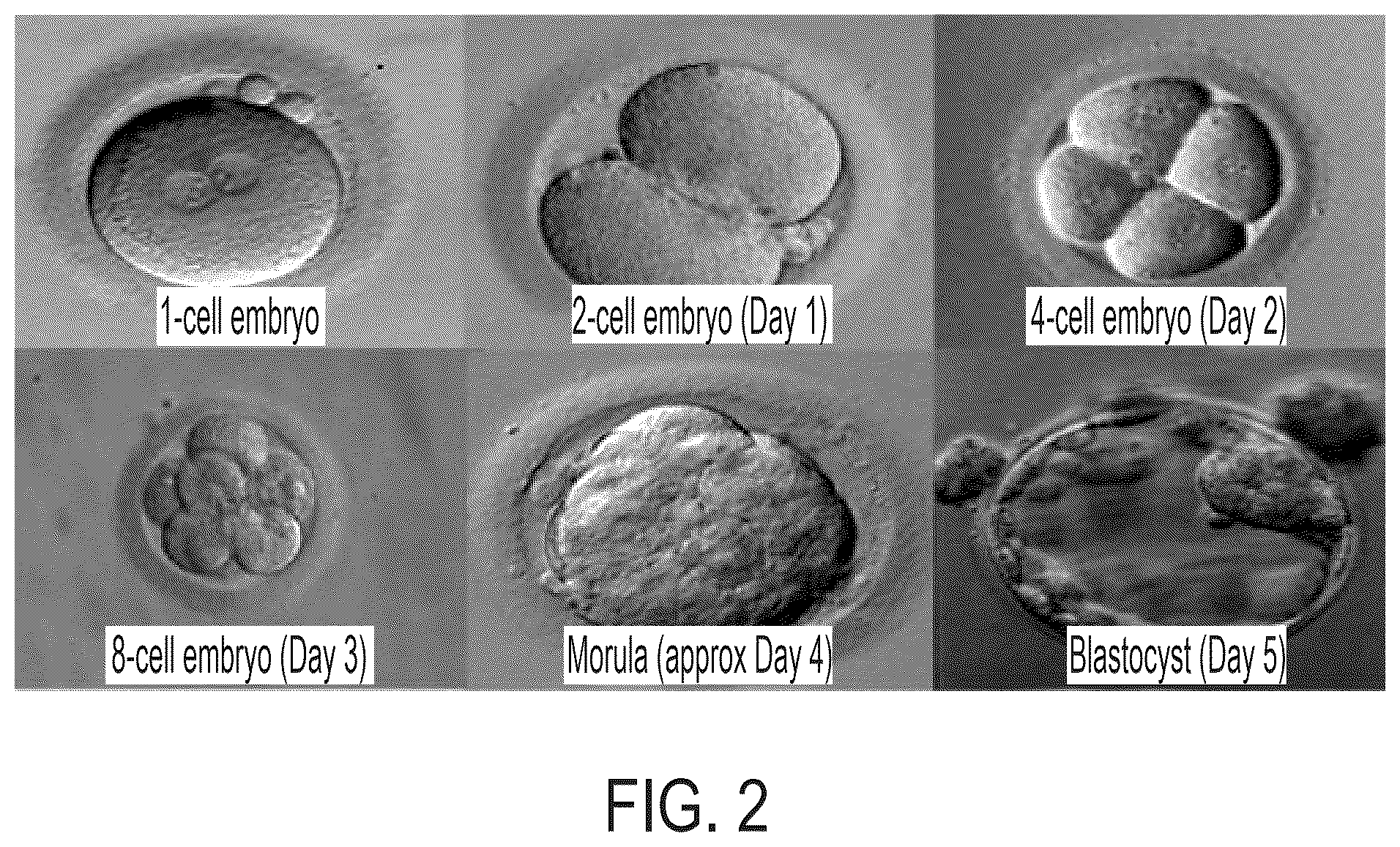 Patent US12345699 Figure 2 – Contactless inspection of reproductive cellular structures using optical measurement of biomechanical properties