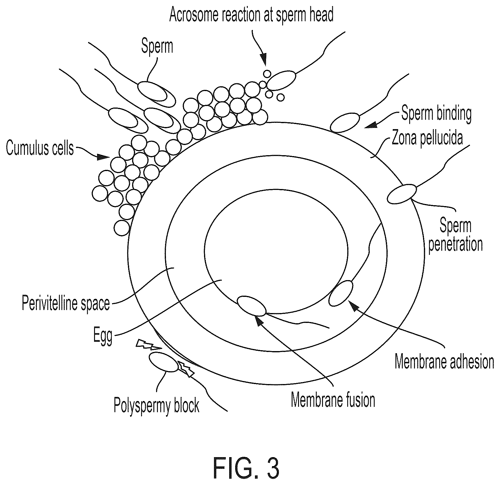 Patent US12345699 Figure 3 – Contactless inspection of reproductive cellular structures using optical measurement of biomechanical properties