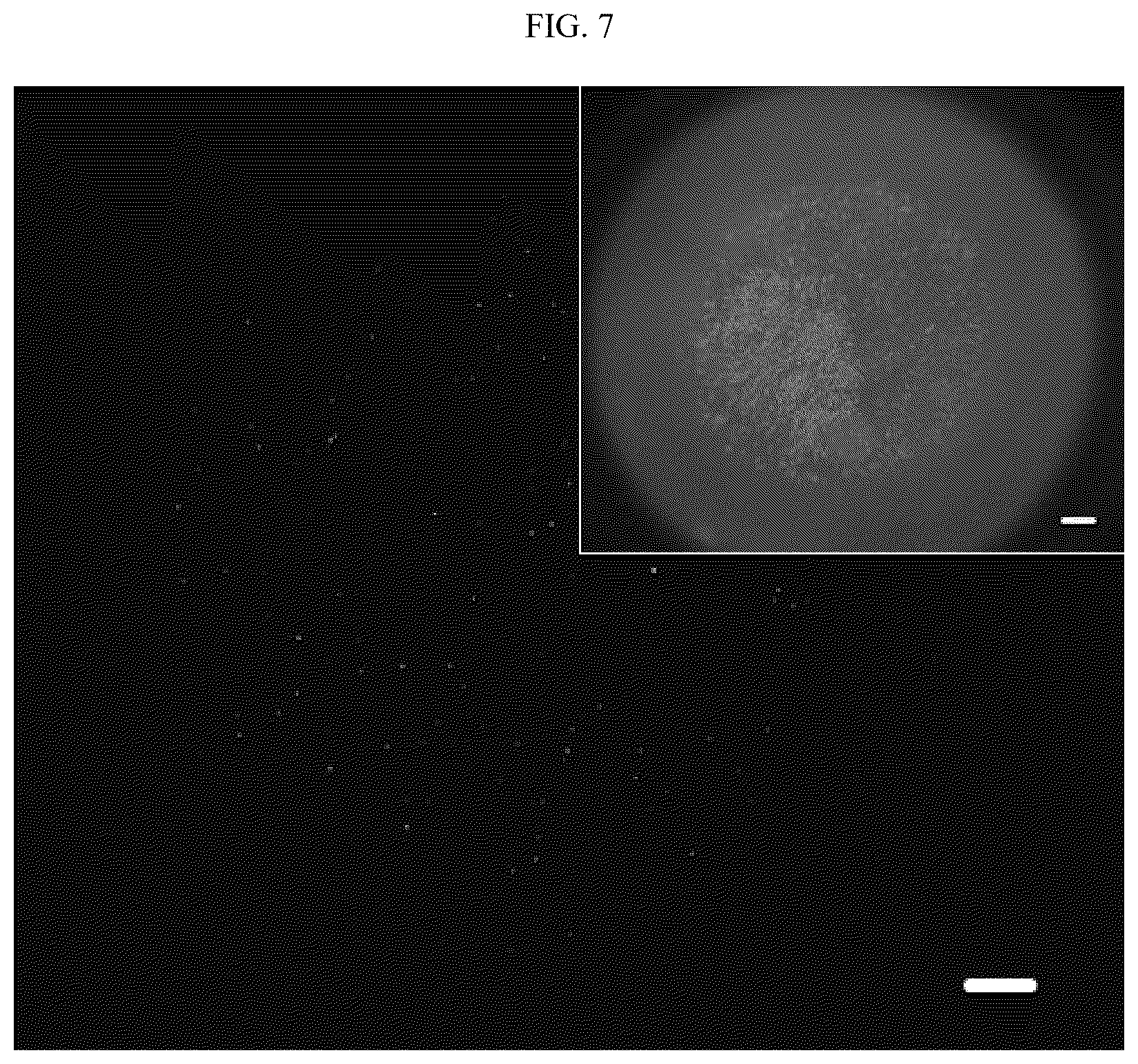 Patent US12345707 Figure 4 – Fluorescence imaging-based device for detecting microorganisms and method for manufacturing the same