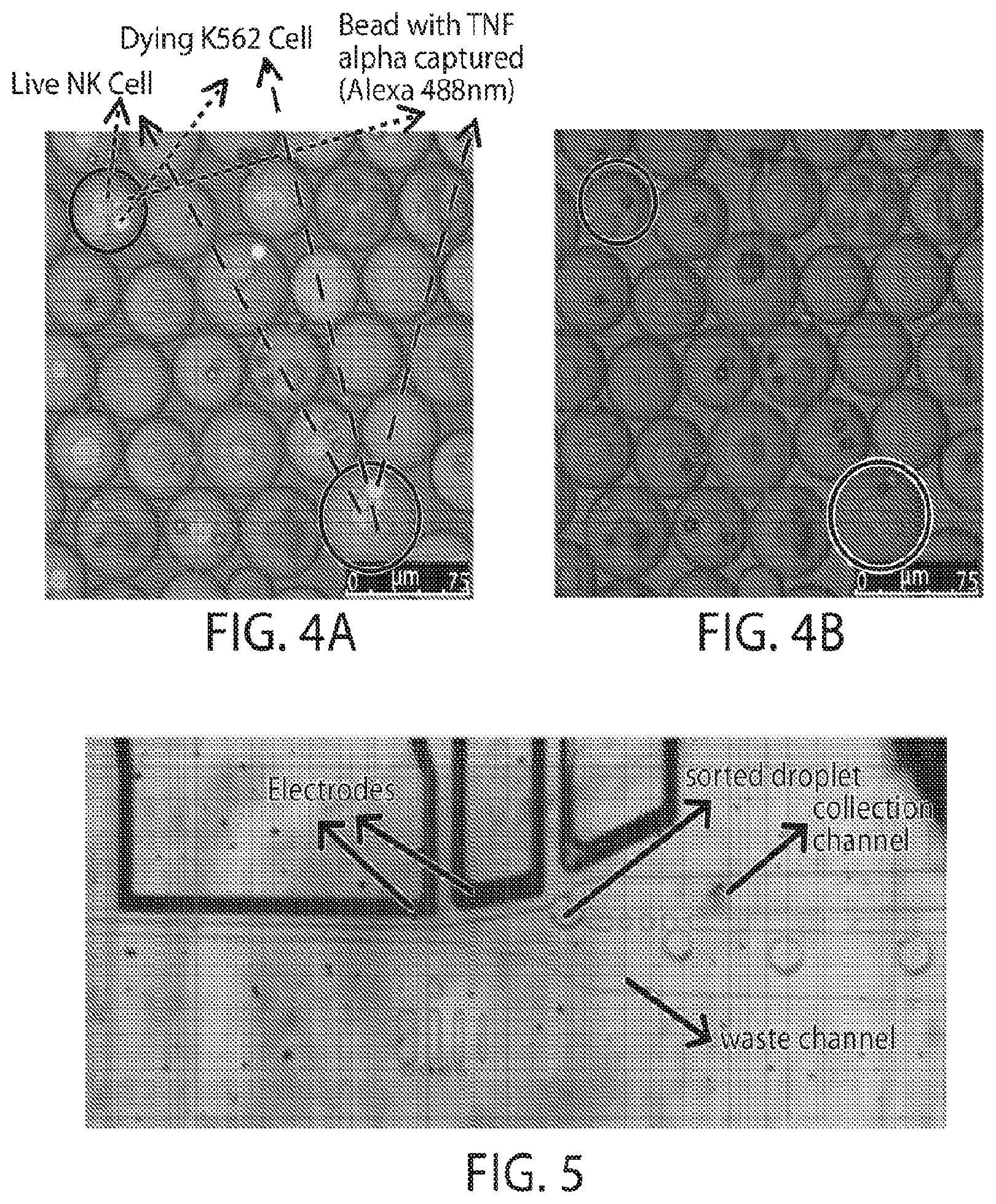 Patent US12345708 Figure 3 – Microfluidic determination of immune and other cells