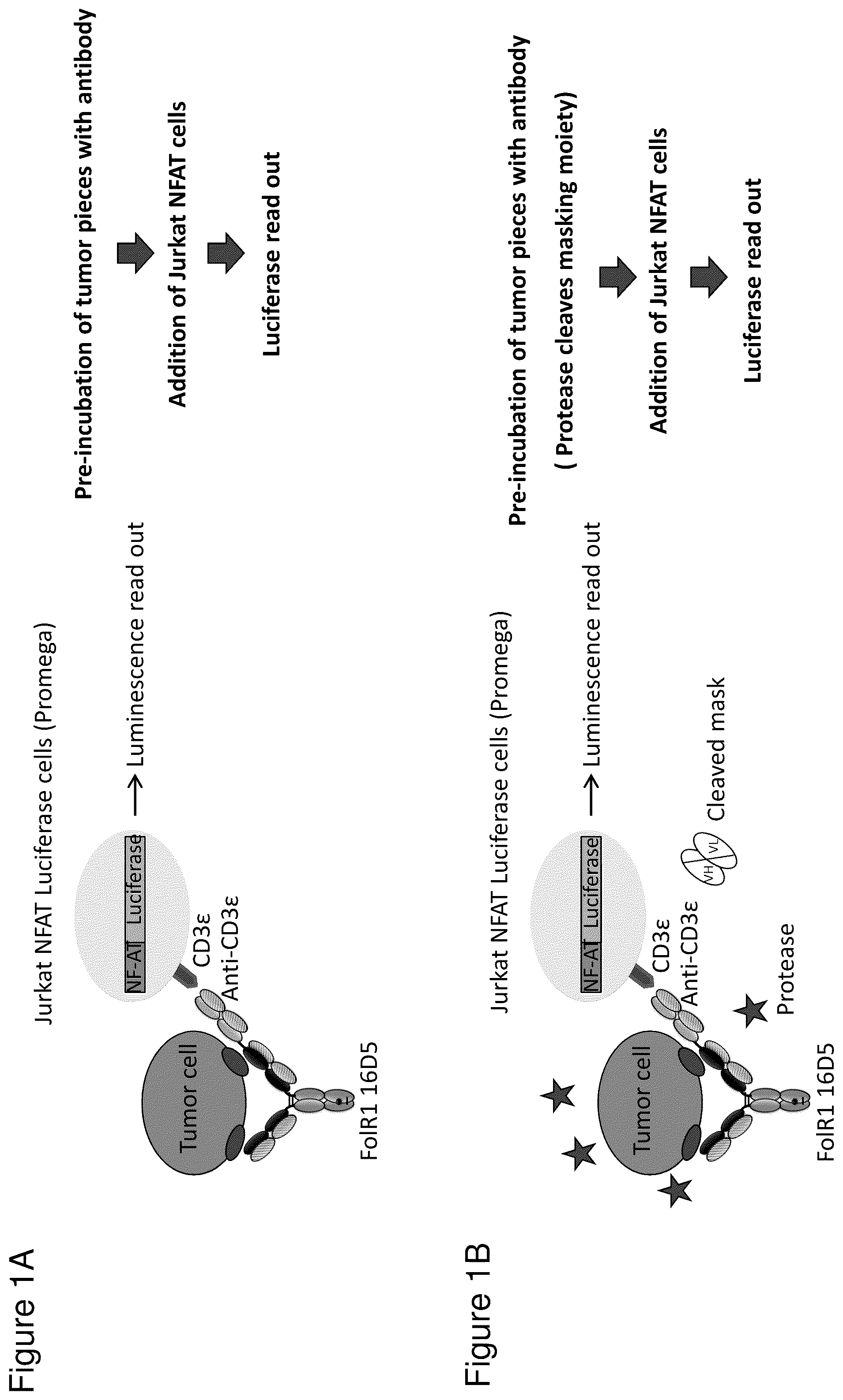 Patent US12345711 Figure 1 – Methods to determine antibody activity in tumor samples