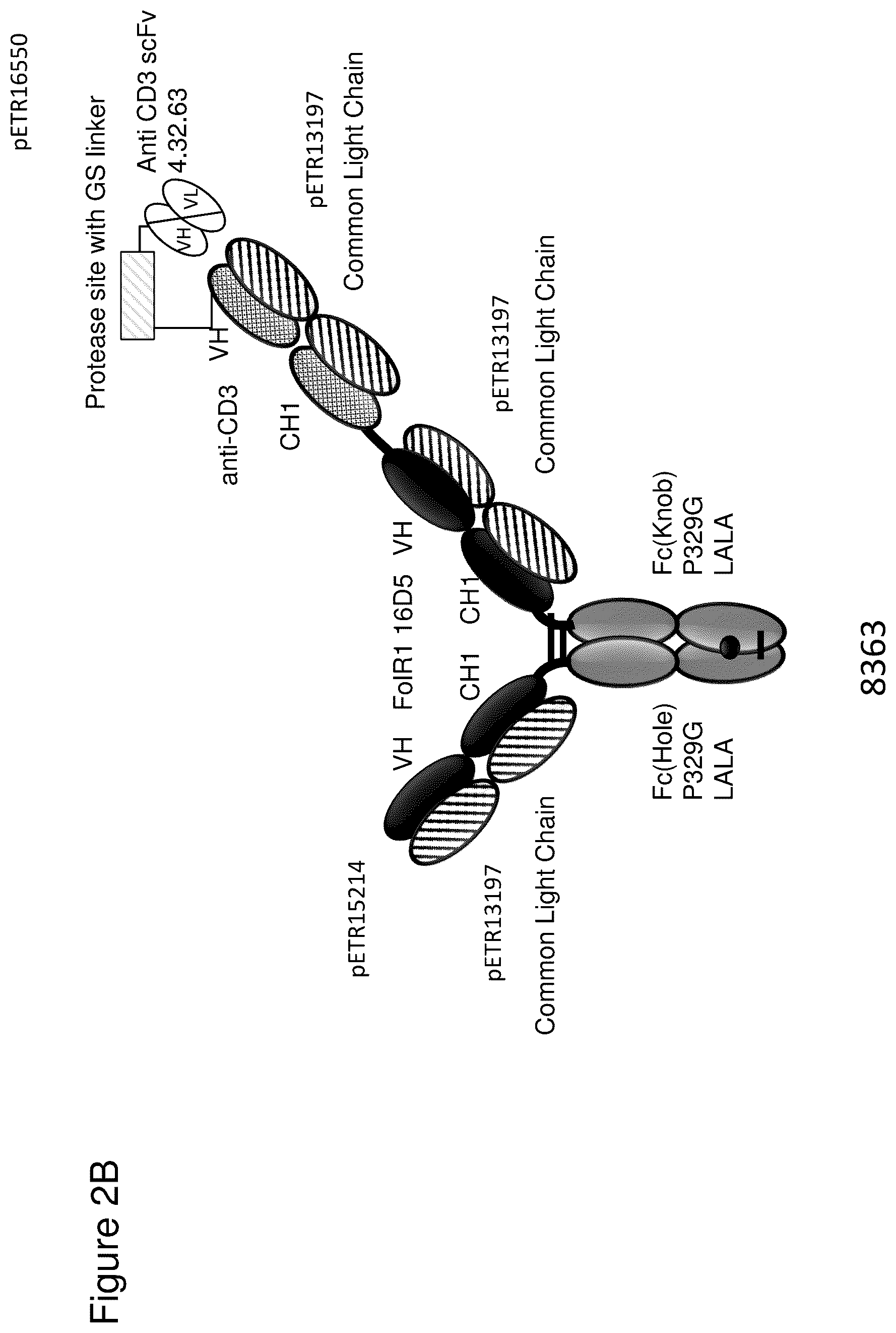 Patent US12345711 Figure 3 – Methods to determine antibody activity in tumor samples