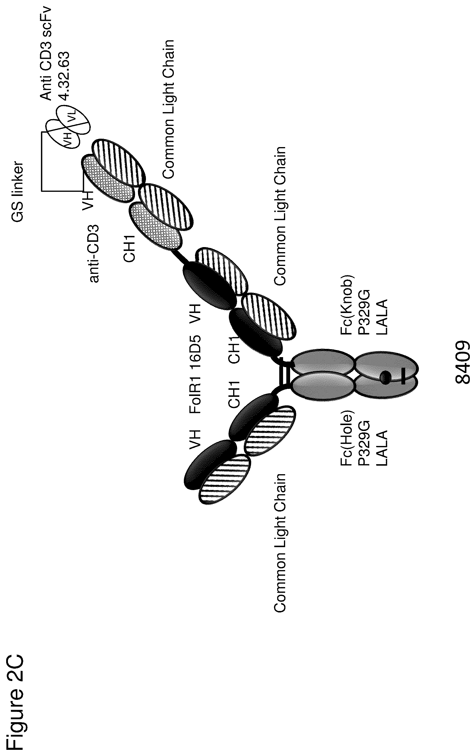 Patent US12345711 Figure 4 – Methods to determine antibody activity in tumor samples