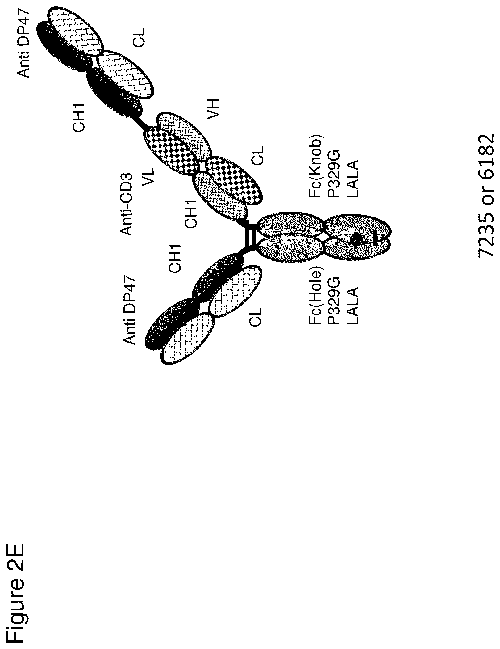 Patent US12345711 Figure 6 – Methods to determine antibody activity in tumor samples