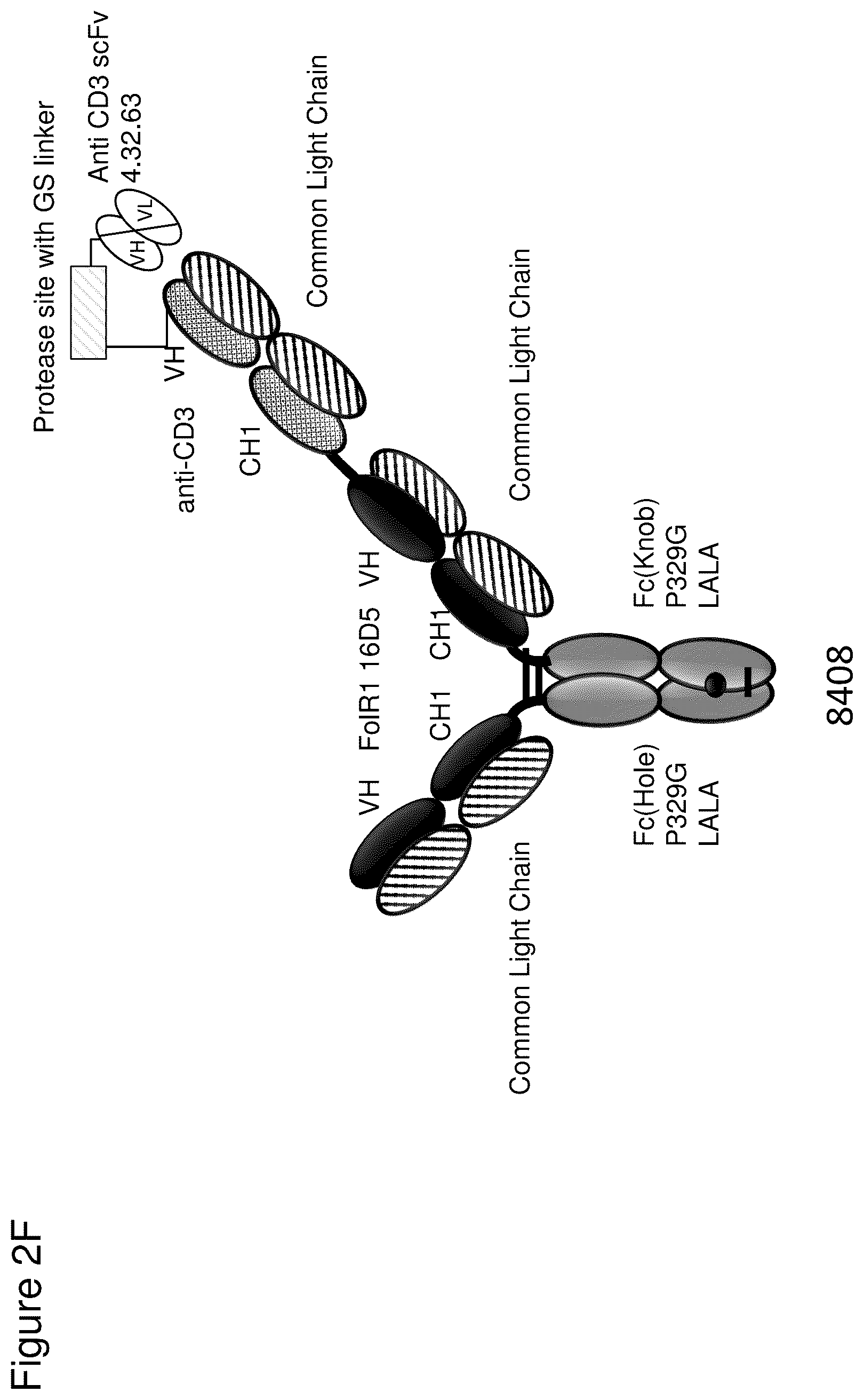 Patent US12345711 Figure 7 – Methods to determine antibody activity in tumor samples