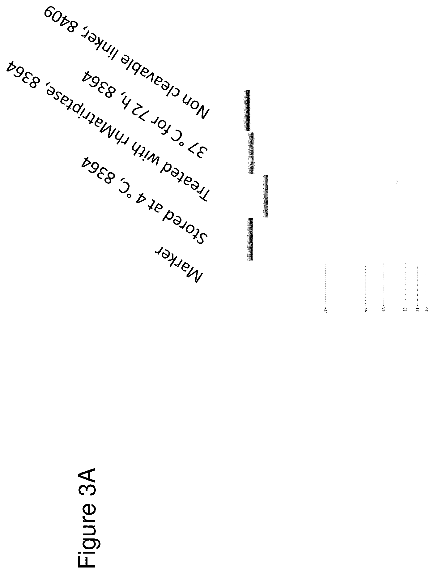 Patent US12345711 Figure 8 – Methods to determine antibody activity in tumor samples