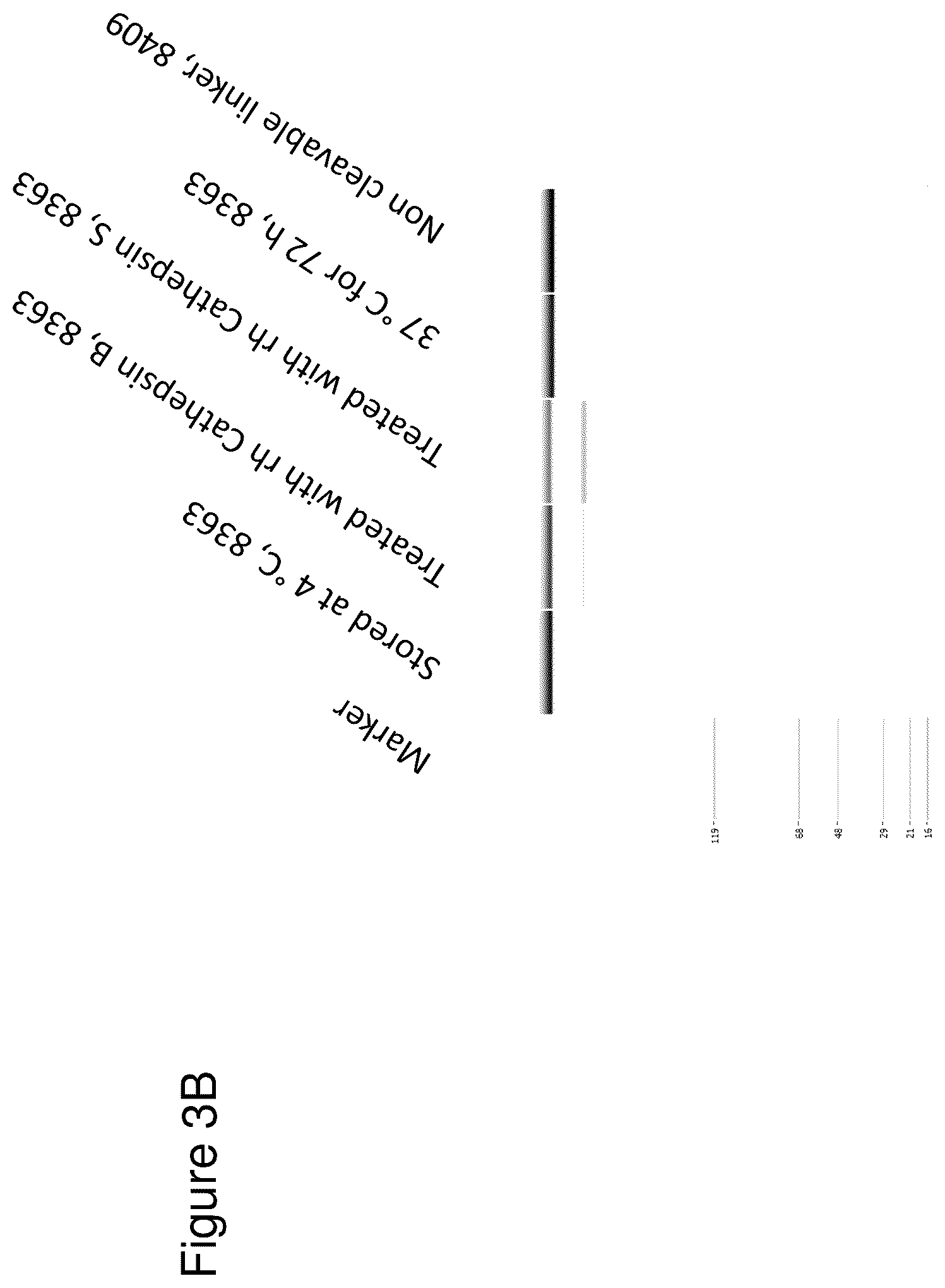 Patent US12345711 Figure 9 – Methods to determine antibody activity in tumor samples