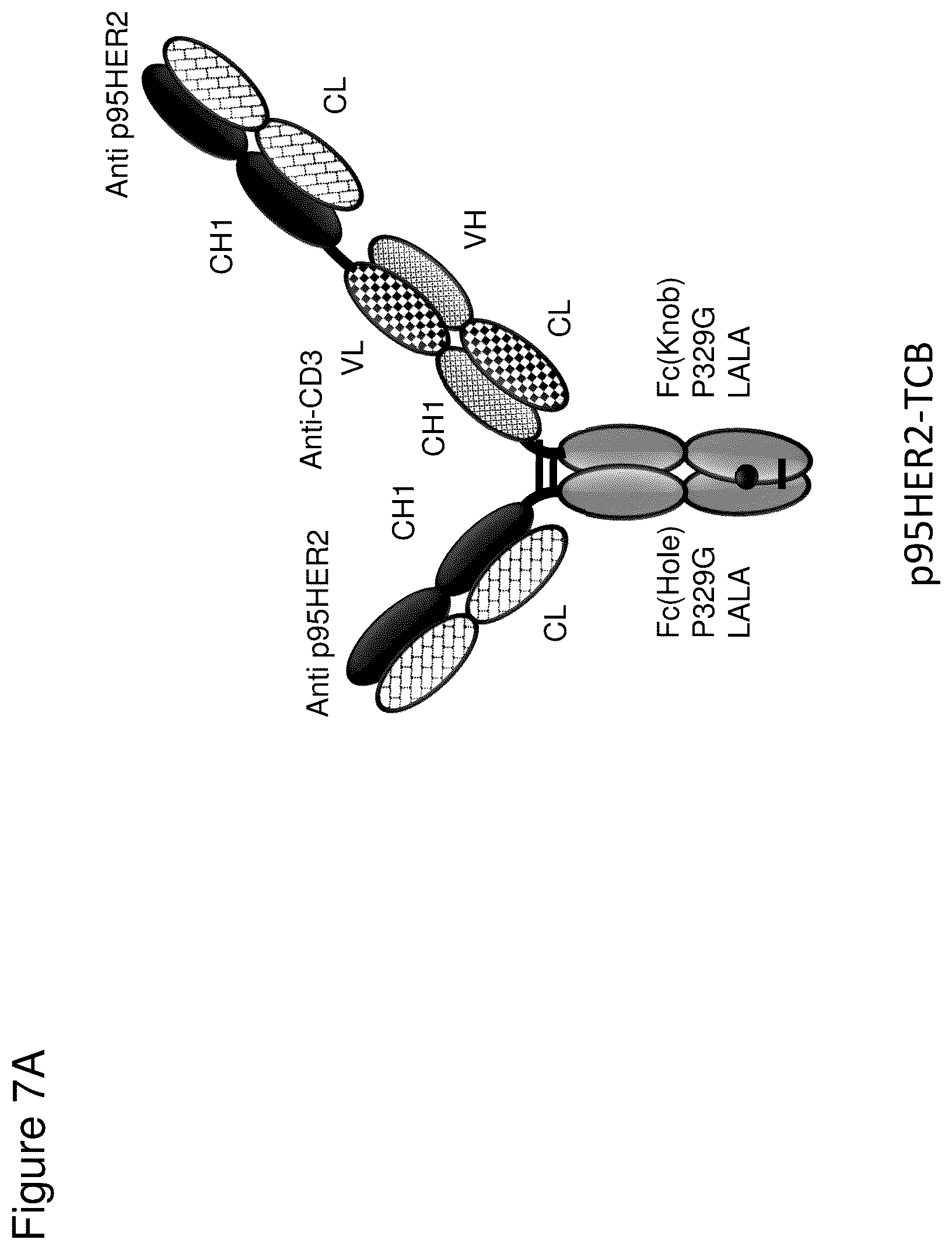 Patent US12345711 Figure 14 – Methods to determine antibody activity in tumor samples