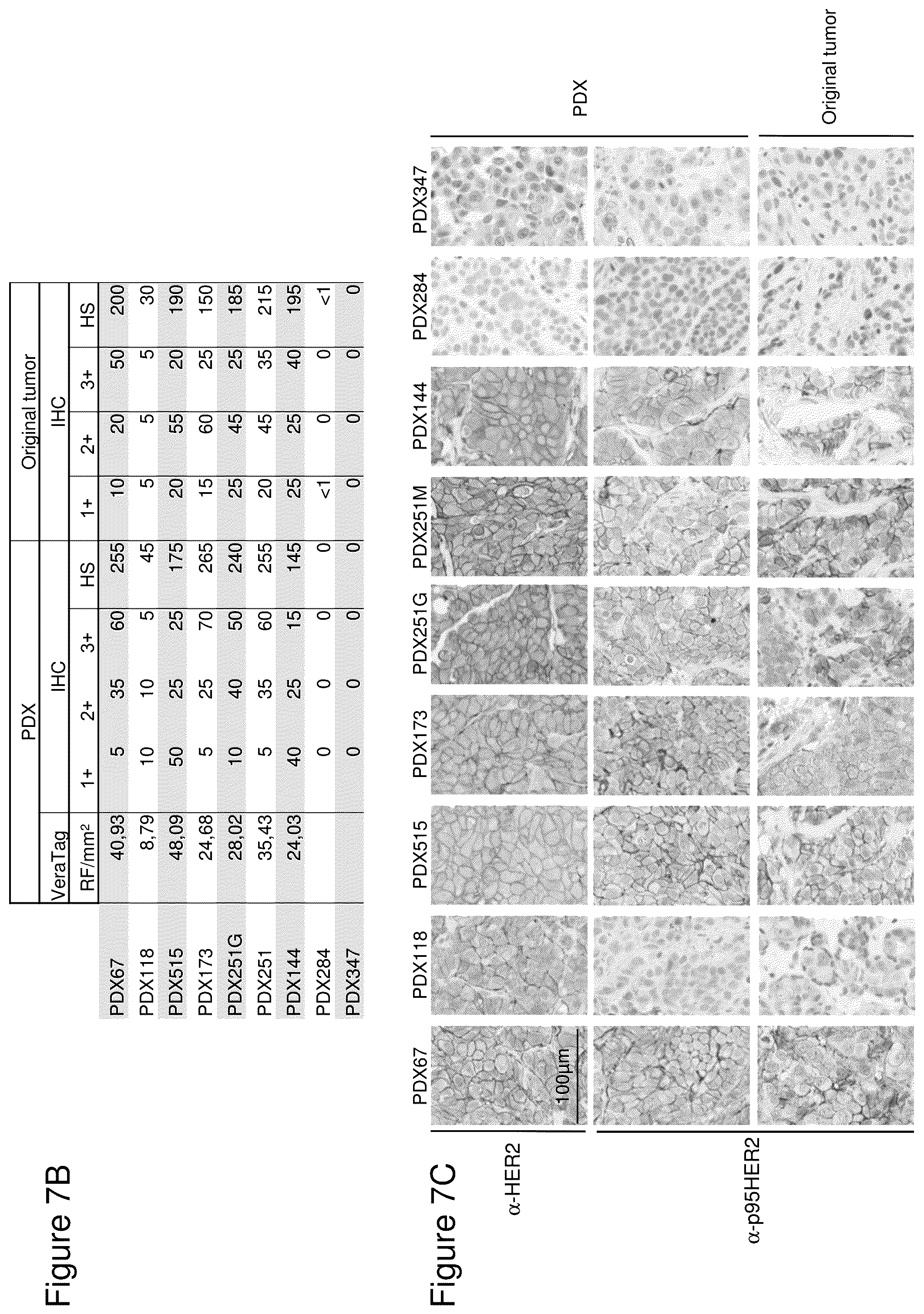 Patent US12345711 Figure 15 – Methods to determine antibody activity in tumor samples