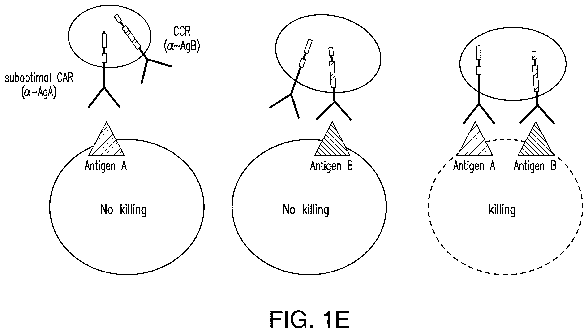 Patent US12345712 Figure 7 – Cancer antigen targets and uses thereof