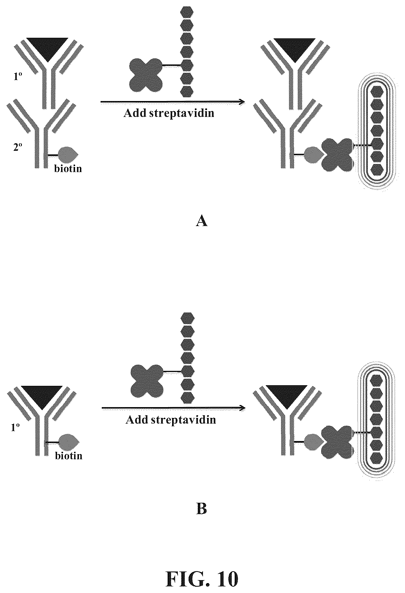 Patent US12345713 Figure 8 – Reagents for directed biomarker signal amplification