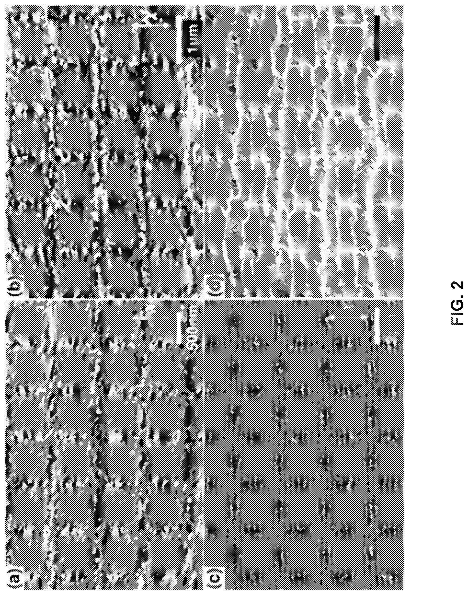 Patent US12345909 Figure 2 – Templated materials, structures including the materials, and methods of using and forming same