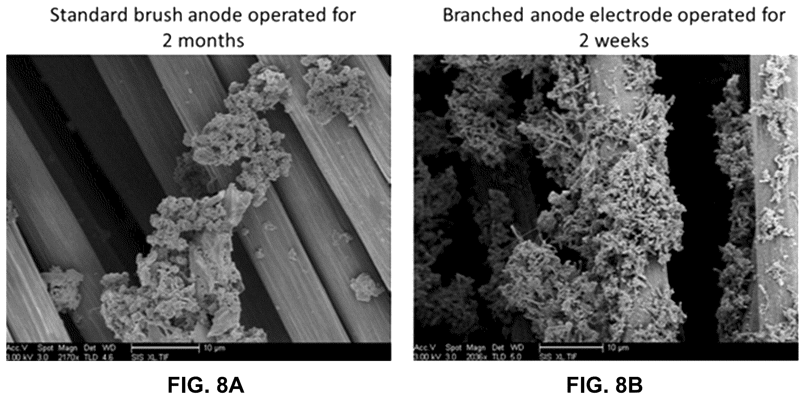 Patent US12347907 Figure 14 – Branched anodes for microbial fuel cells
