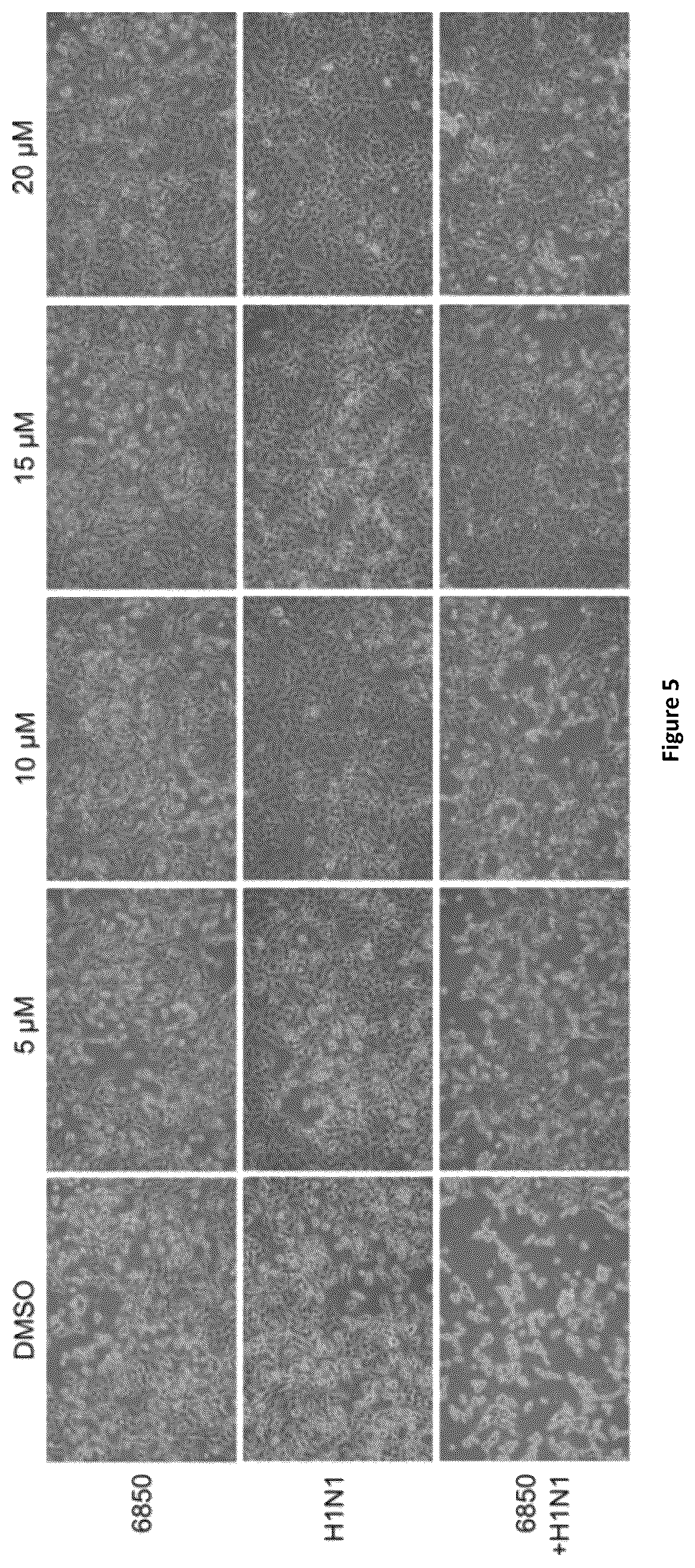 Patent US12350244 Figure 6 – MEK-inhibitor for the treatment of viral and bacterial infections