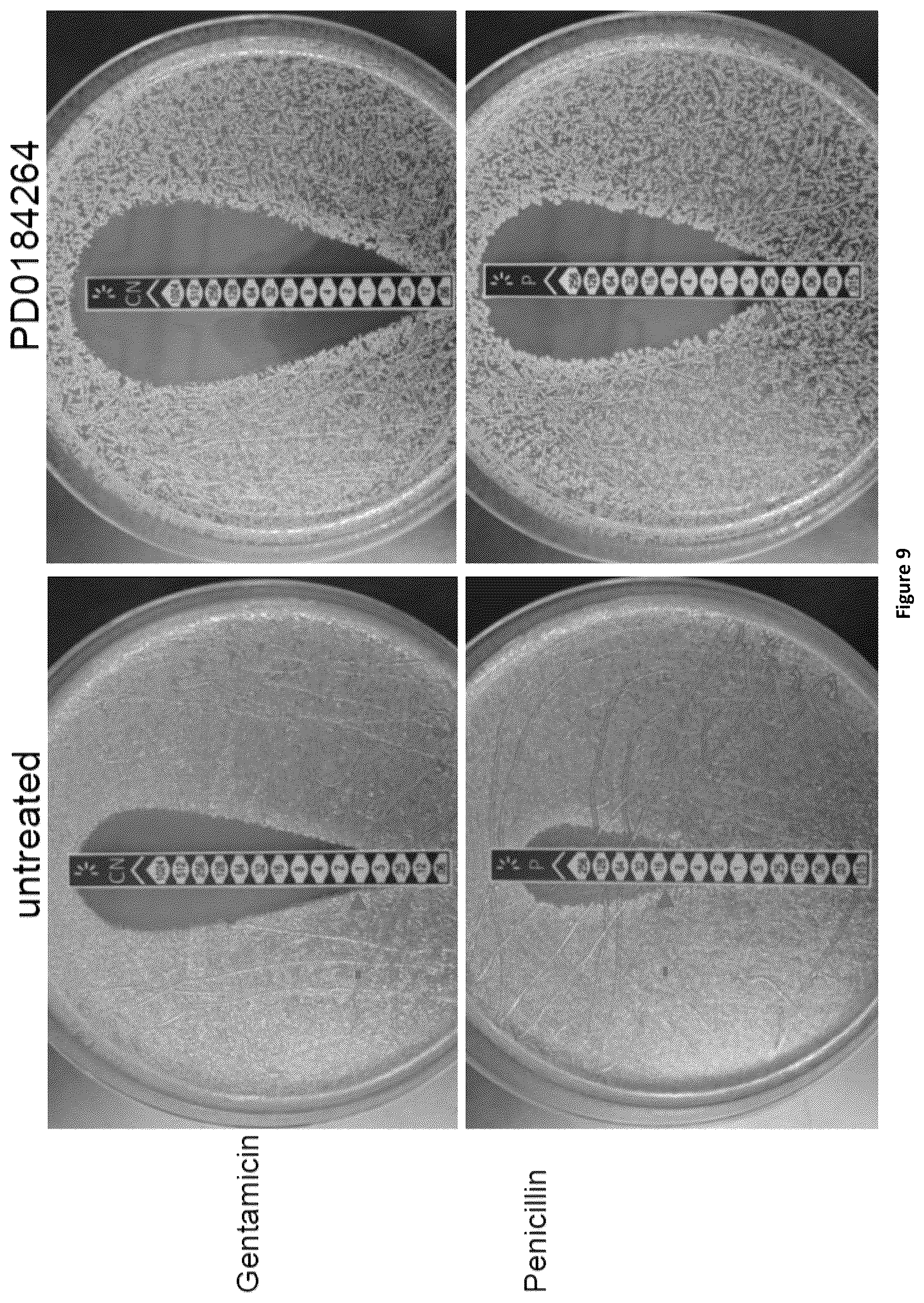 Patent US12350244 Figure 11 – MEK-inhibitor for the treatment of viral and bacterial infections