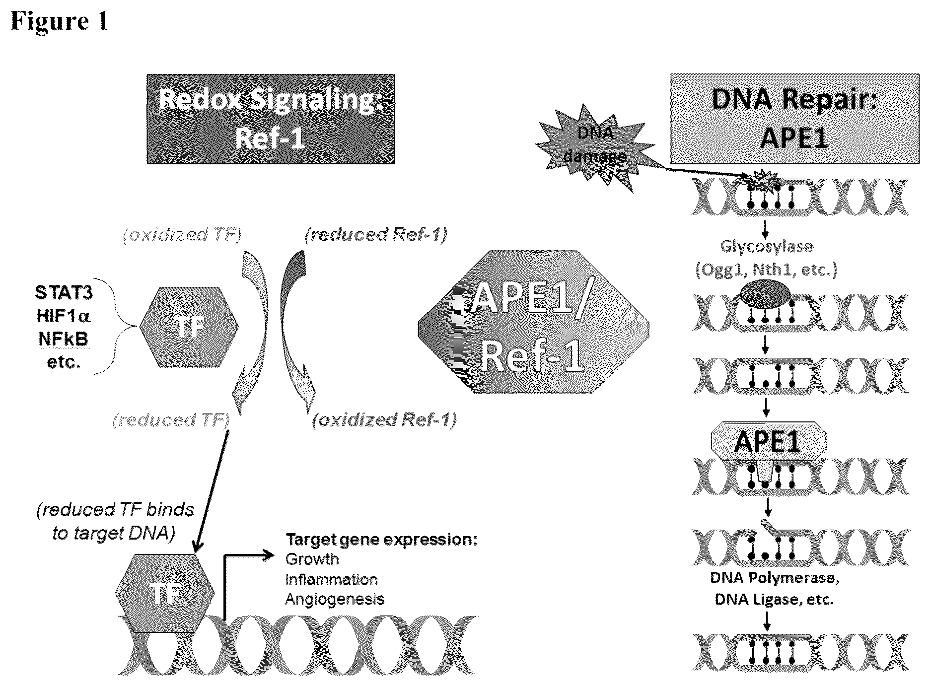 Patent US12350247 Figure 1 – Use of APE1/Ref-1 inhibitors for treatment of retinal diseases