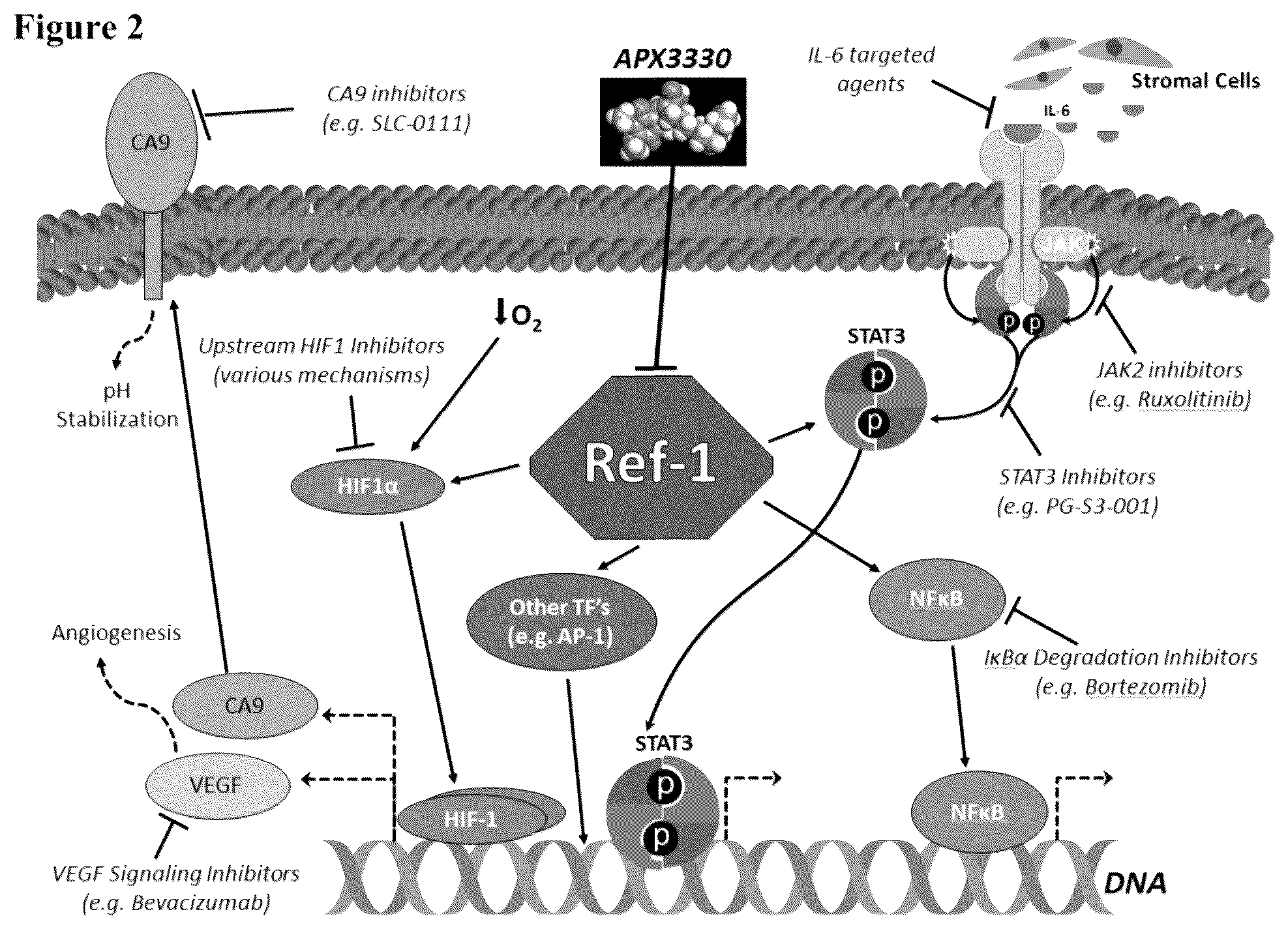Patent US12350247 Figure 2 – Use of APE1/Ref-1 inhibitors for treatment of retinal diseases