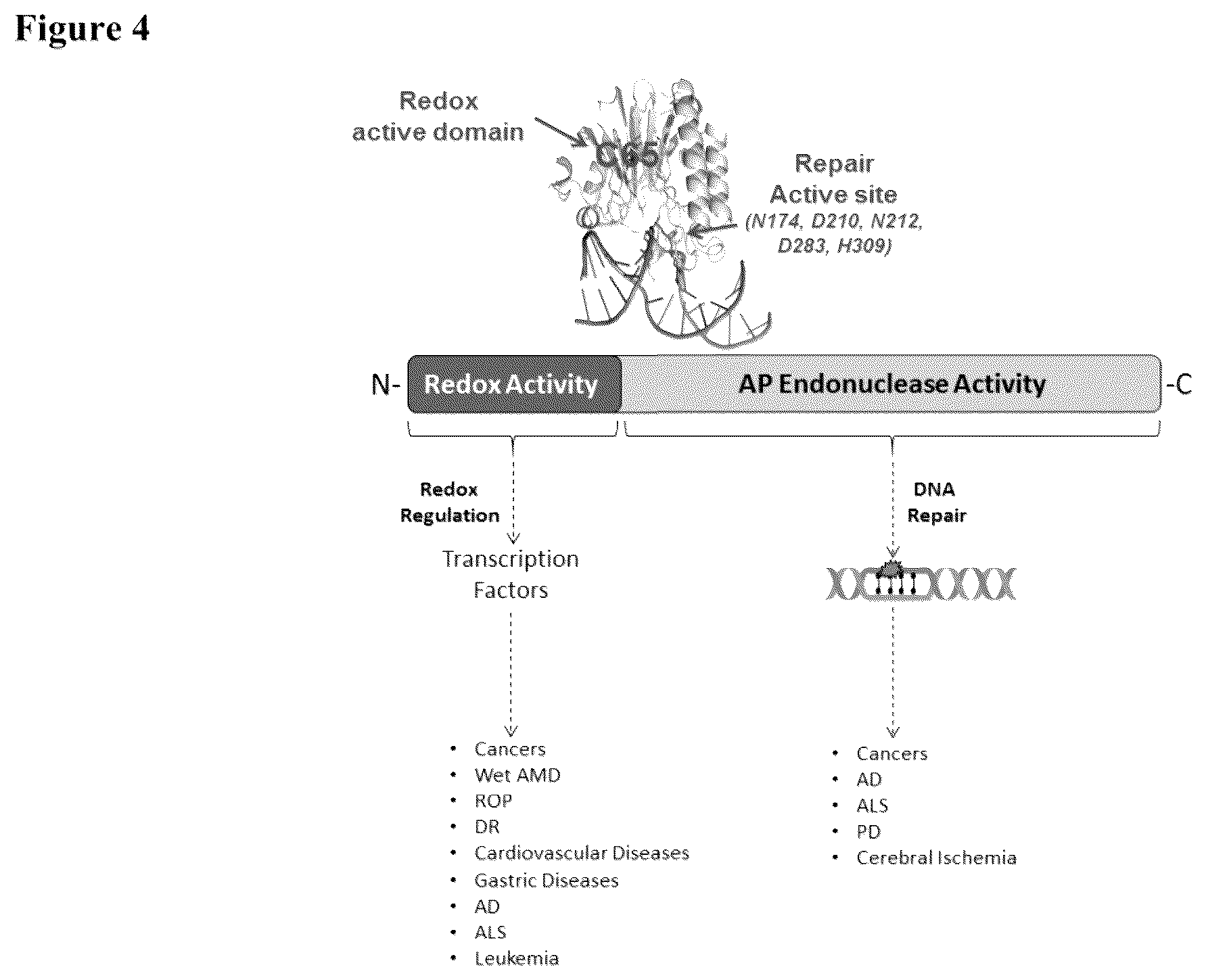 Patent US12350247 Figure 4 – Use of APE1/Ref-1 inhibitors for treatment of retinal diseases