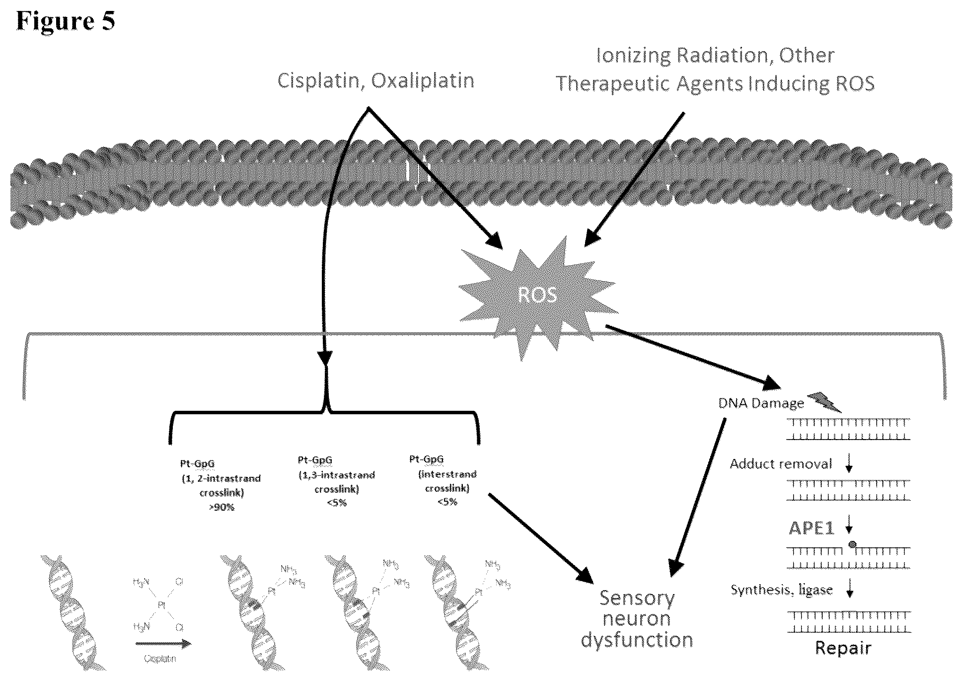 Patent US12350247 Figure 5 – Use of APE1/Ref-1 inhibitors for treatment of retinal diseases