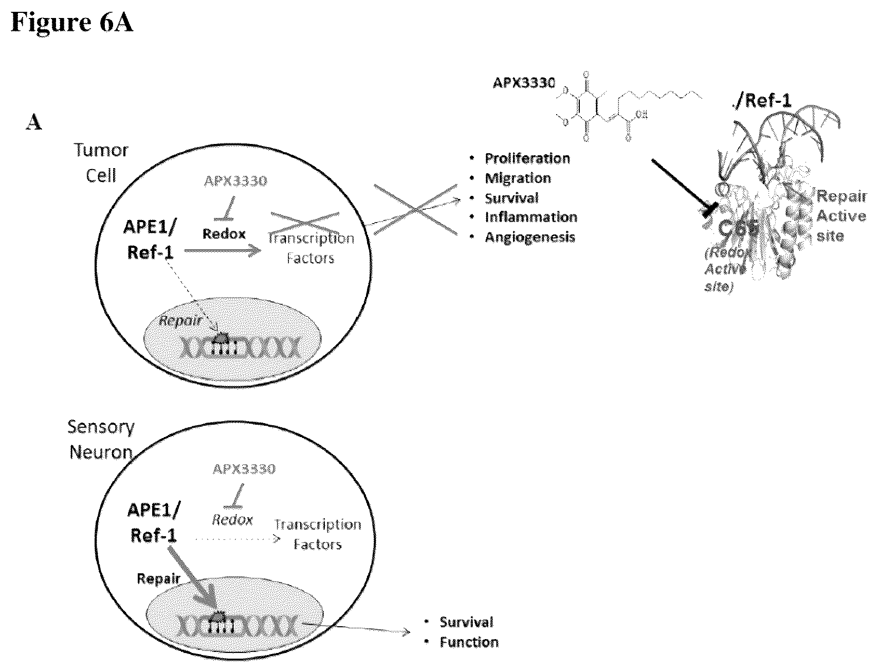 Patent US12350247 Figure 6 – Use of APE1/Ref-1 inhibitors for treatment of retinal diseases
