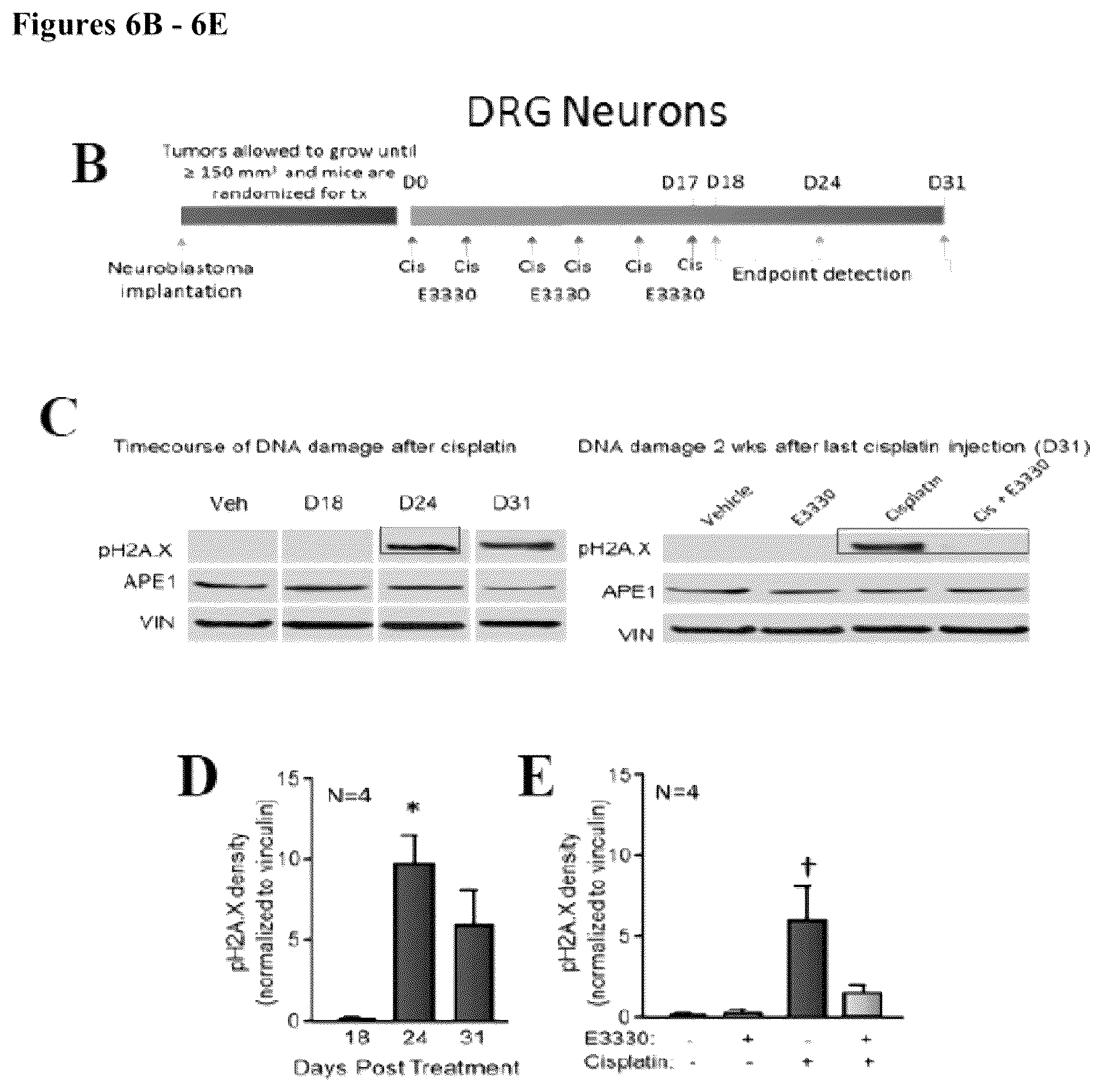 Patent US12350247 Figure 7 – Use of APE1/Ref-1 inhibitors for treatment of retinal diseases