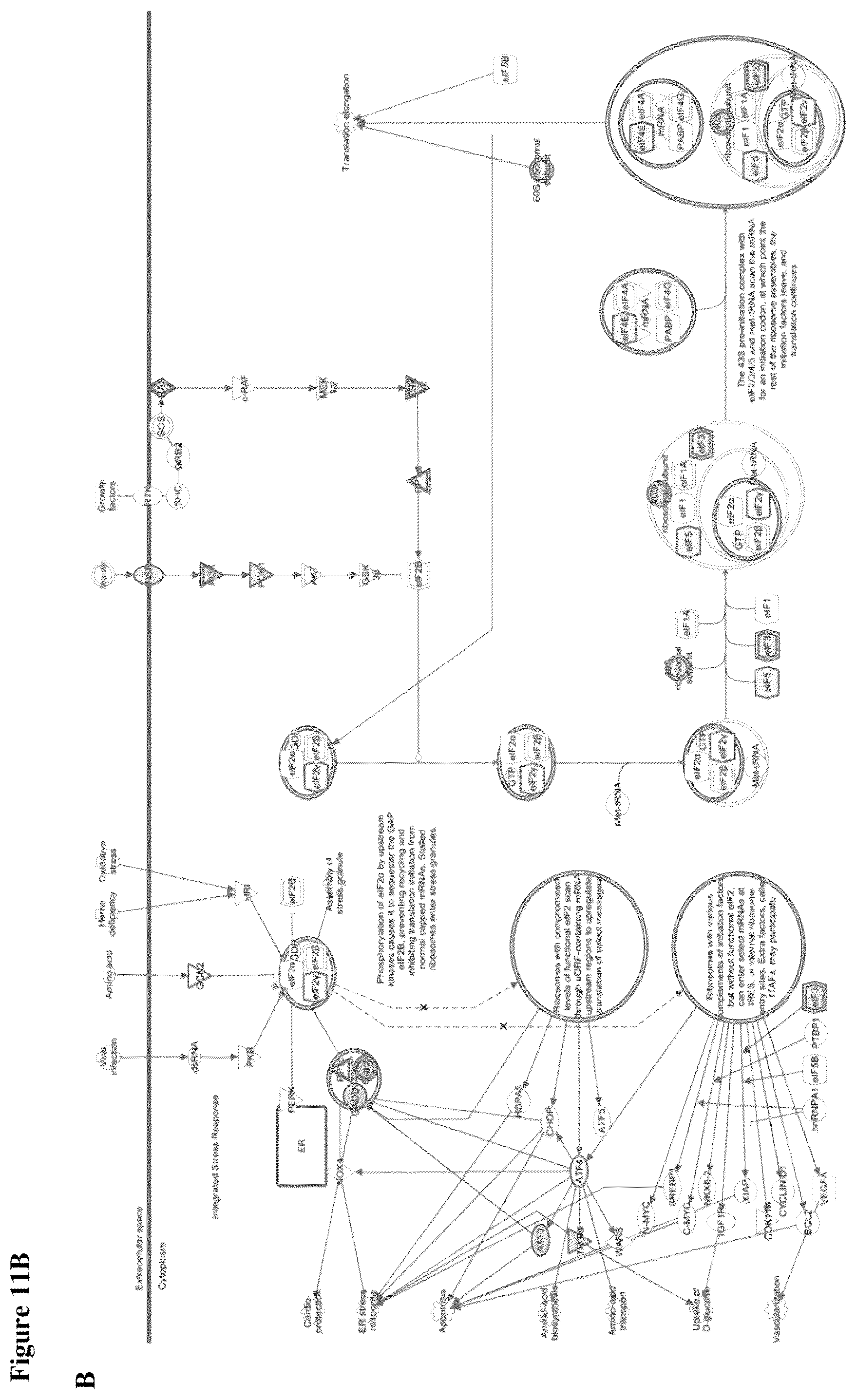 Patent US12350247 Figure 14 – Use of APE1/Ref-1 inhibitors for treatment of retinal diseases