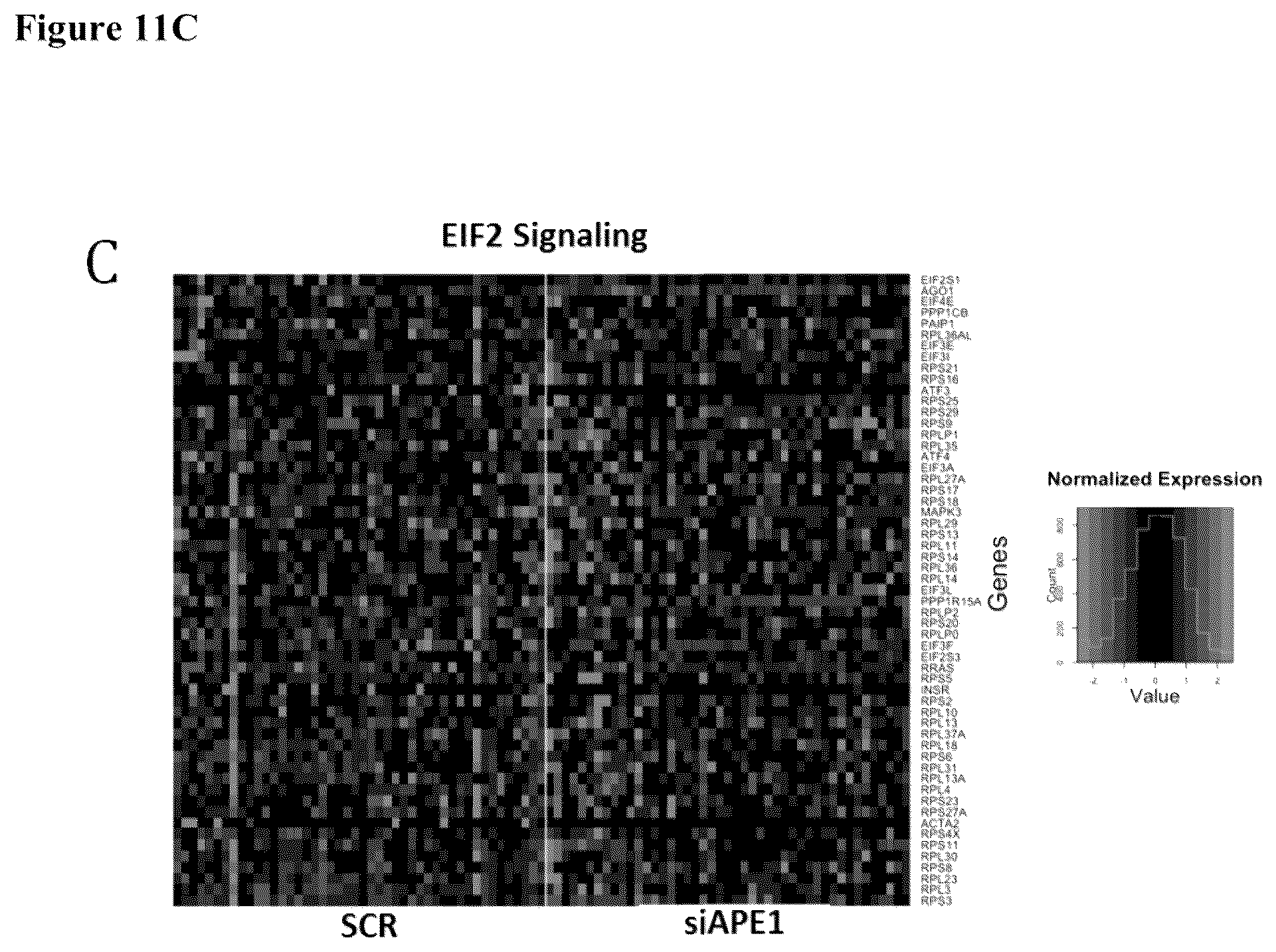 Patent US12350247 Figure 15 – Use of APE1/Ref-1 inhibitors for treatment of retinal diseases