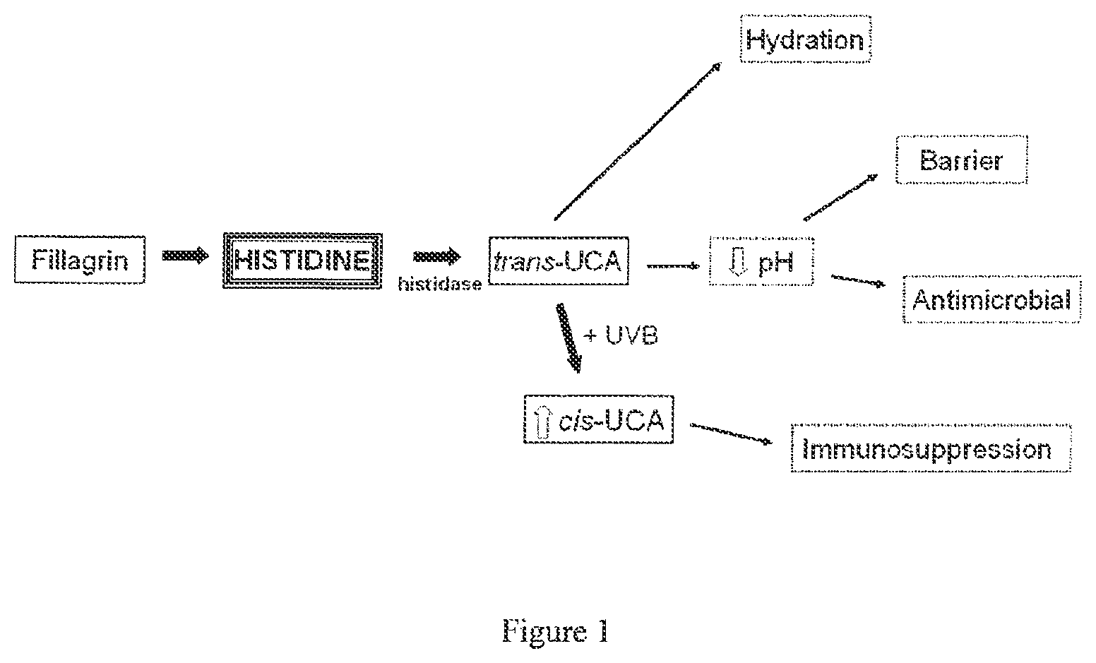 Patent US12350256 Figure 1 – Histidine and/or histidine derivative for the treatment of inflammatory skin diseases