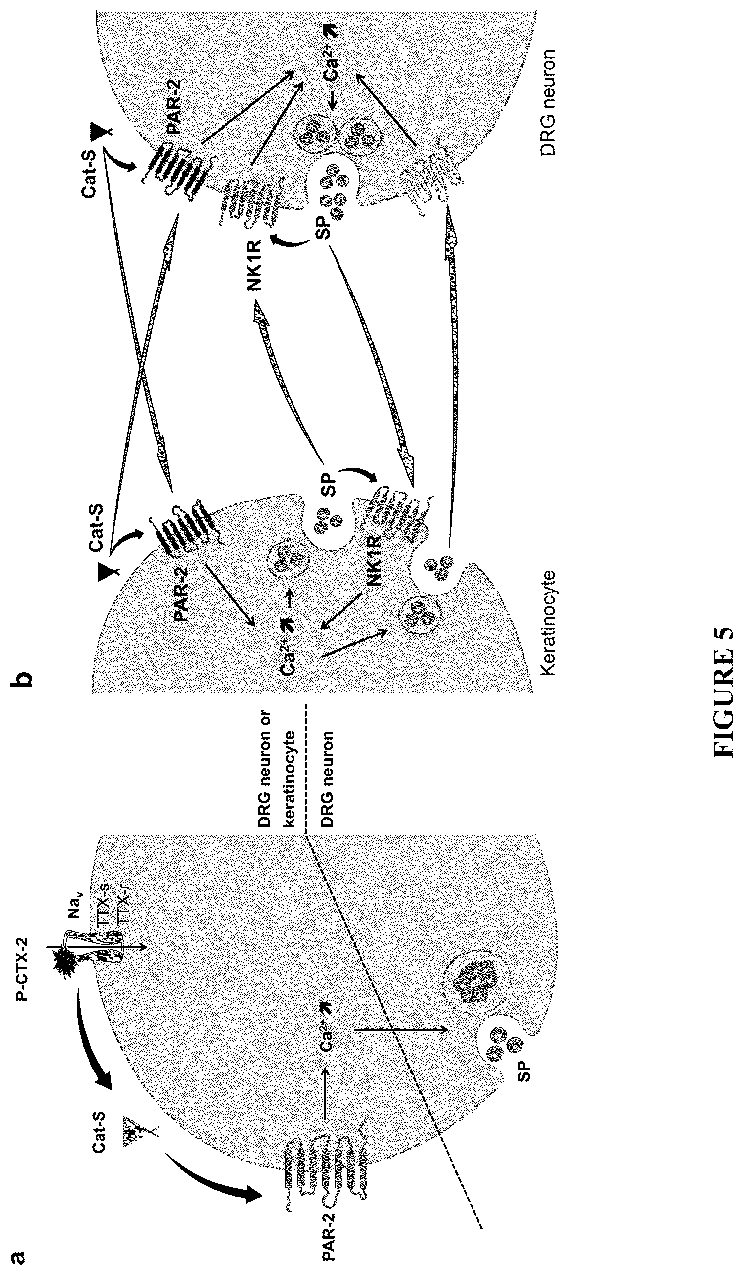 Patent US12350260 Figure 8 – Protease-activated receptor-2 inhibitors for the treatment of sensory neuropathy induced by a marine neurotoxic poisoning