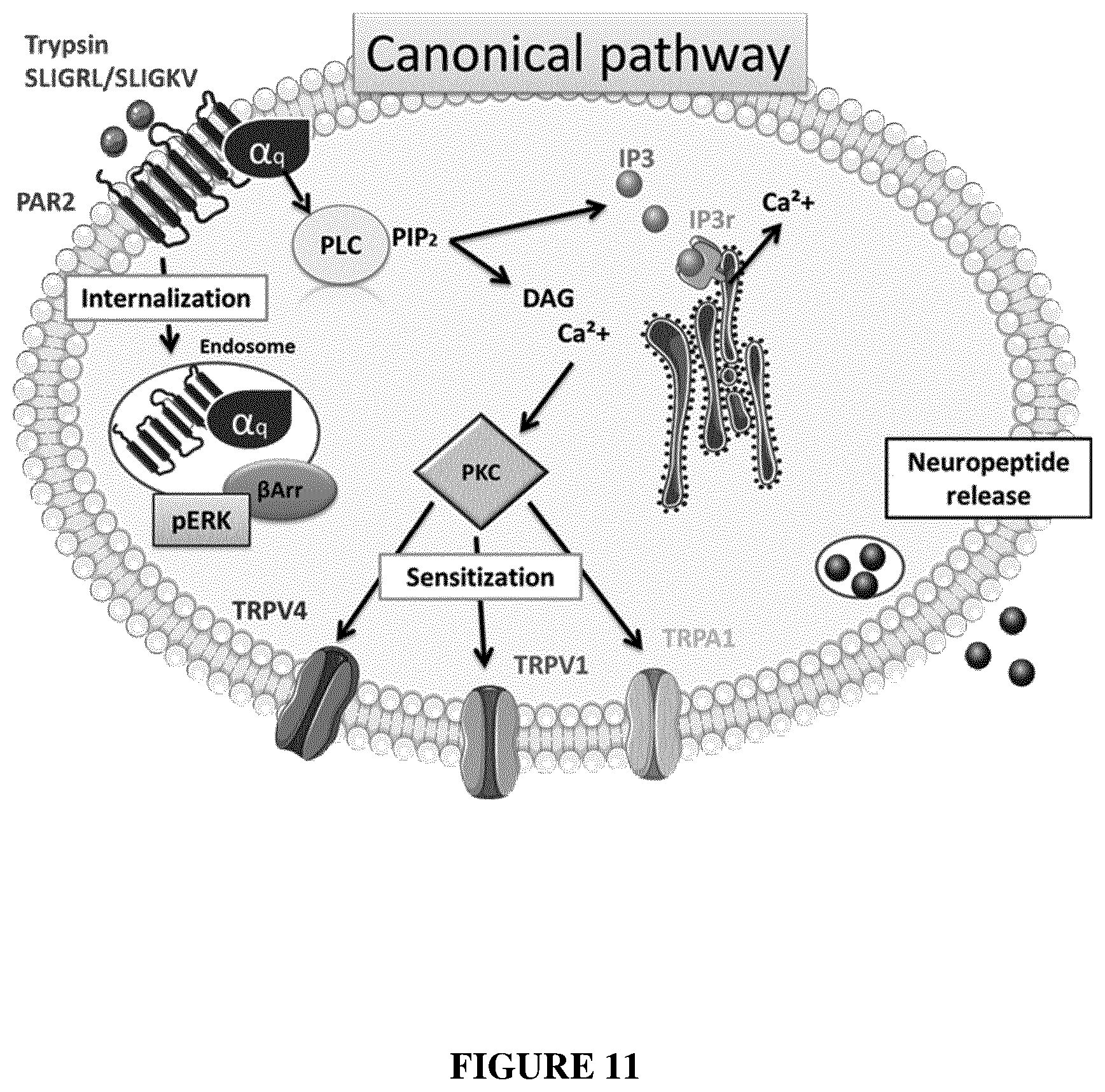 Patent US12350260 Figure 14 – Protease-activated receptor-2 inhibitors for the treatment of sensory neuropathy induced by a marine neurotoxic poisoning