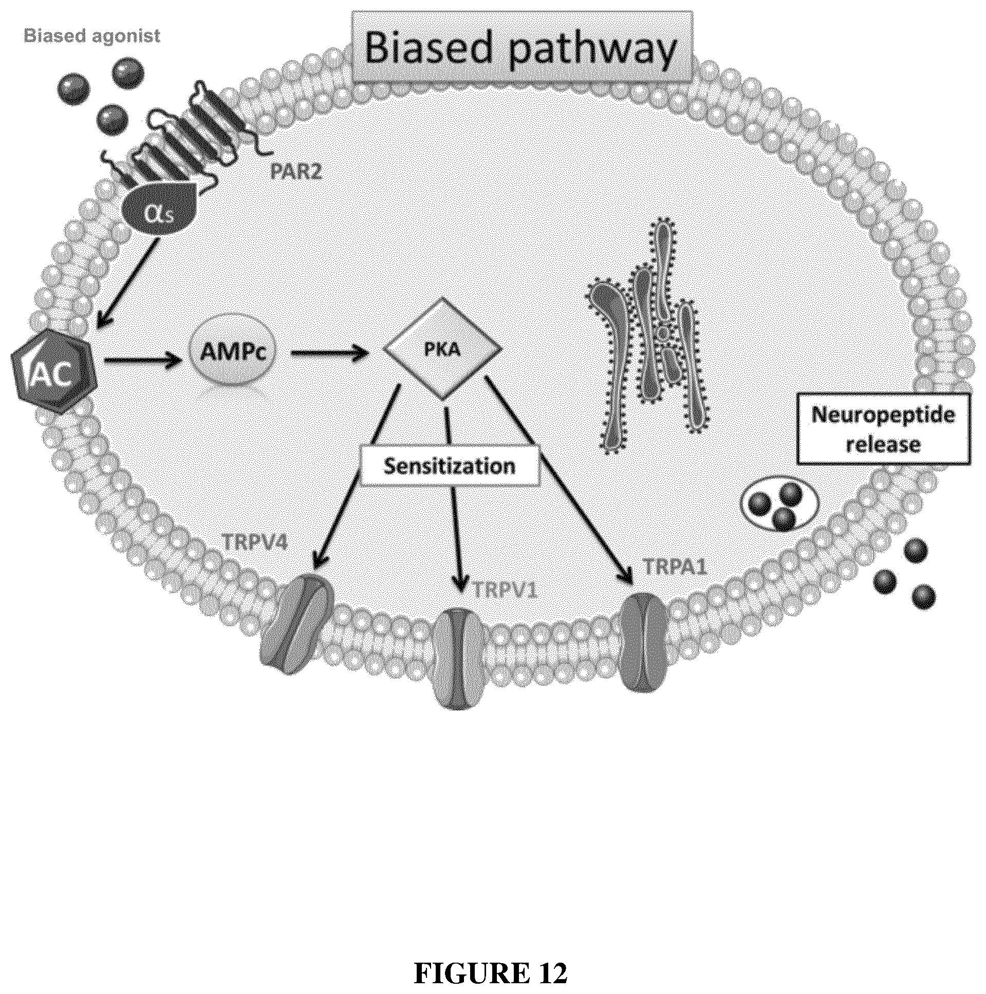 Patent US12350260 Figure 15 – Protease-activated receptor-2 inhibitors for the treatment of sensory neuropathy induced by a marine neurotoxic poisoning