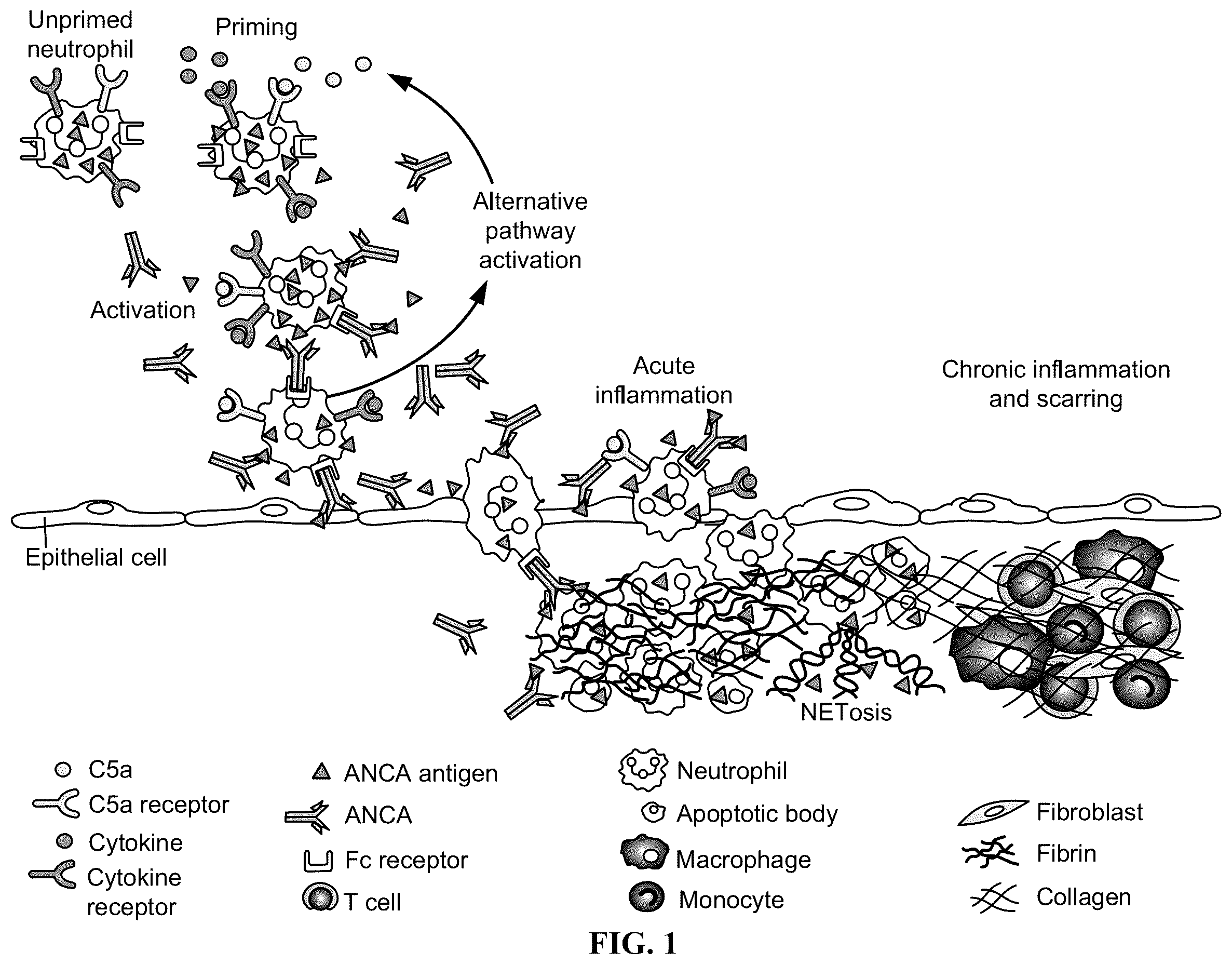 Patent US12350263 — Dosing and effect of C5a antagonist with ANCA-associated vasculitis — Figure 1