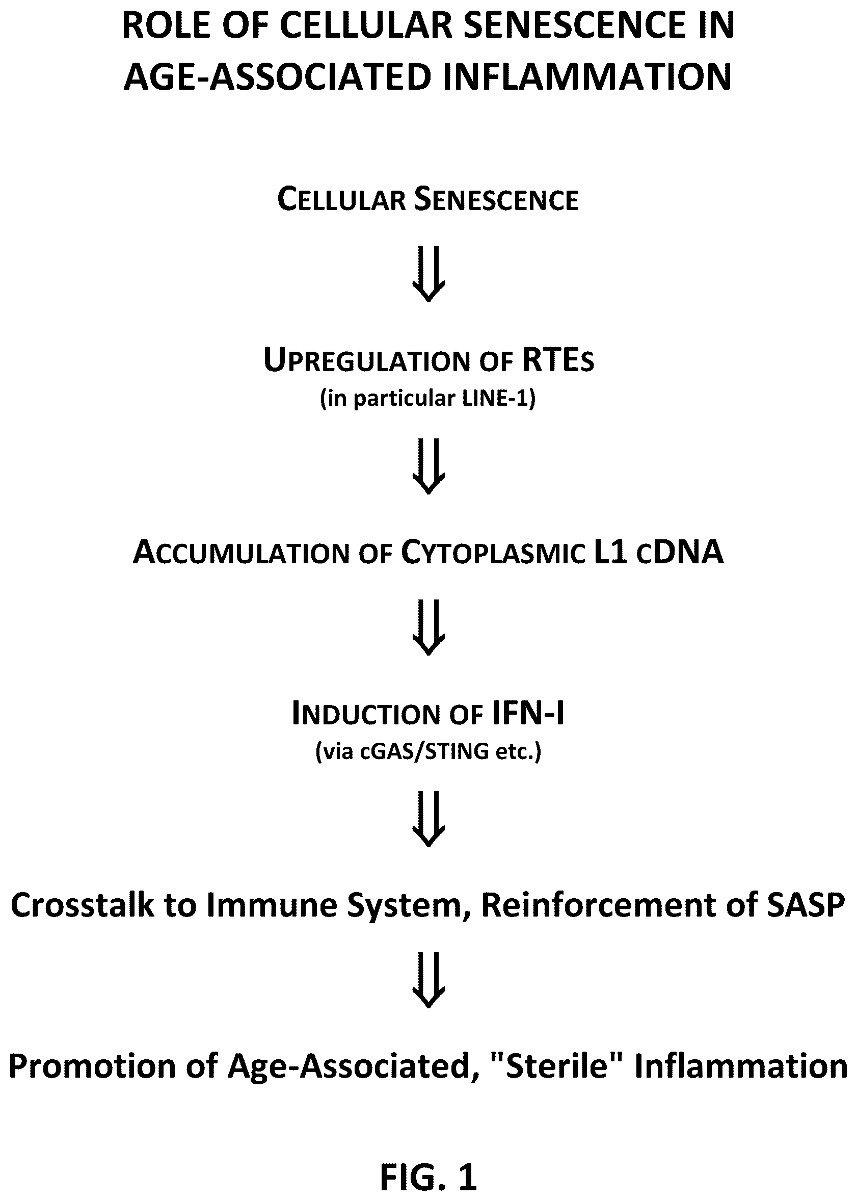 Patent US12350264 — Compositions and methods for treating, preventing or reversing age-associated inflammation and disorder — Figure 1