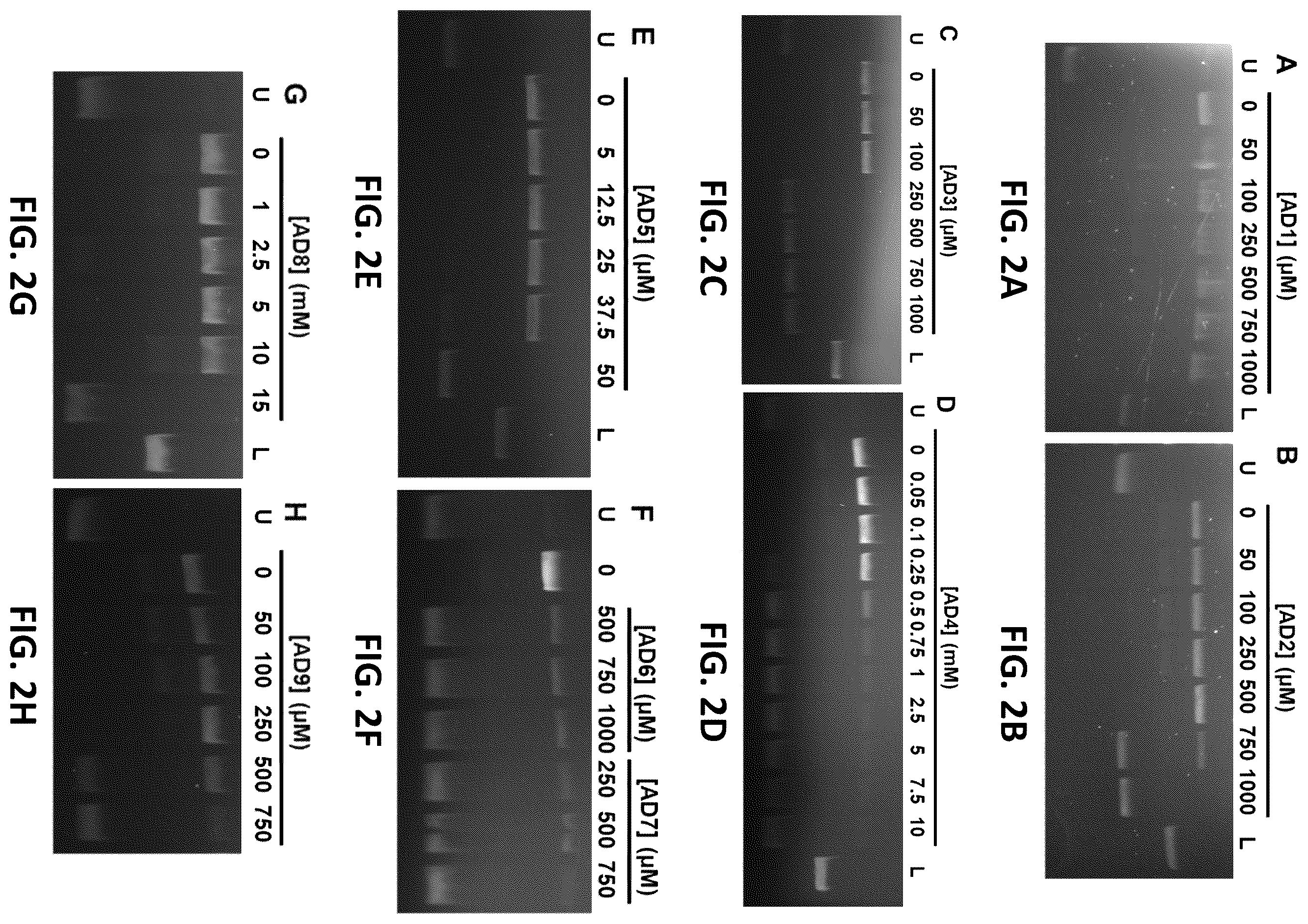 Patent US12350264 Figure 2 – Compositions and methods for treating, preventing or reversing age-associated inflammation and disorder
