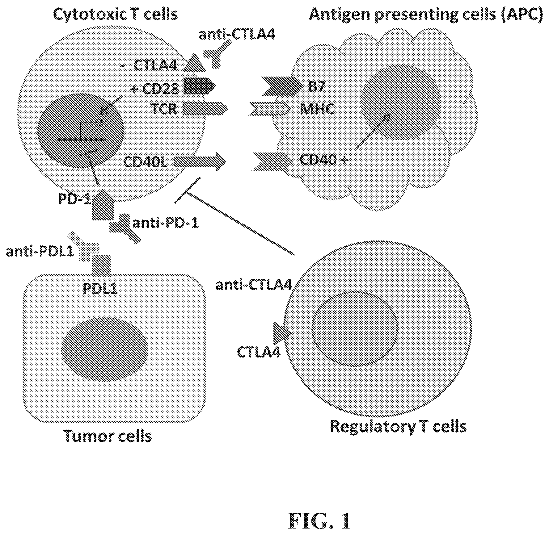 Patent US12350275 Figure 1 – Compositions and methods for immune-mediated cancer therapy