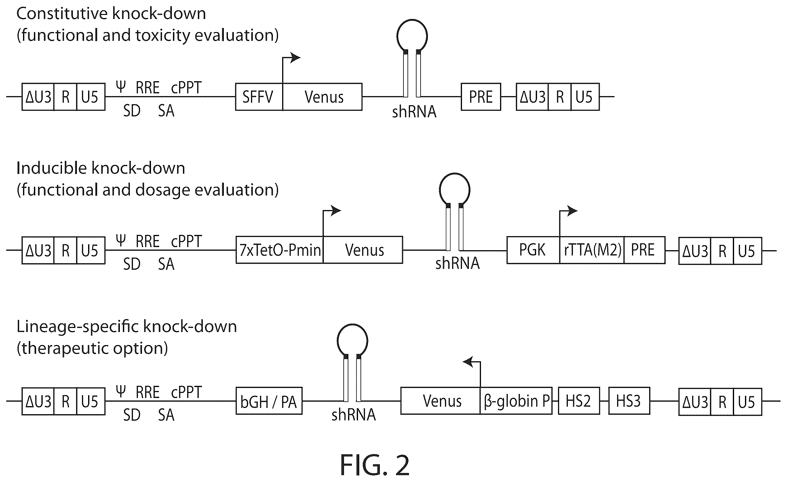 Patent US12350284 Figure 2 – BCL11A microRNAs for treating hemoglobinopathies