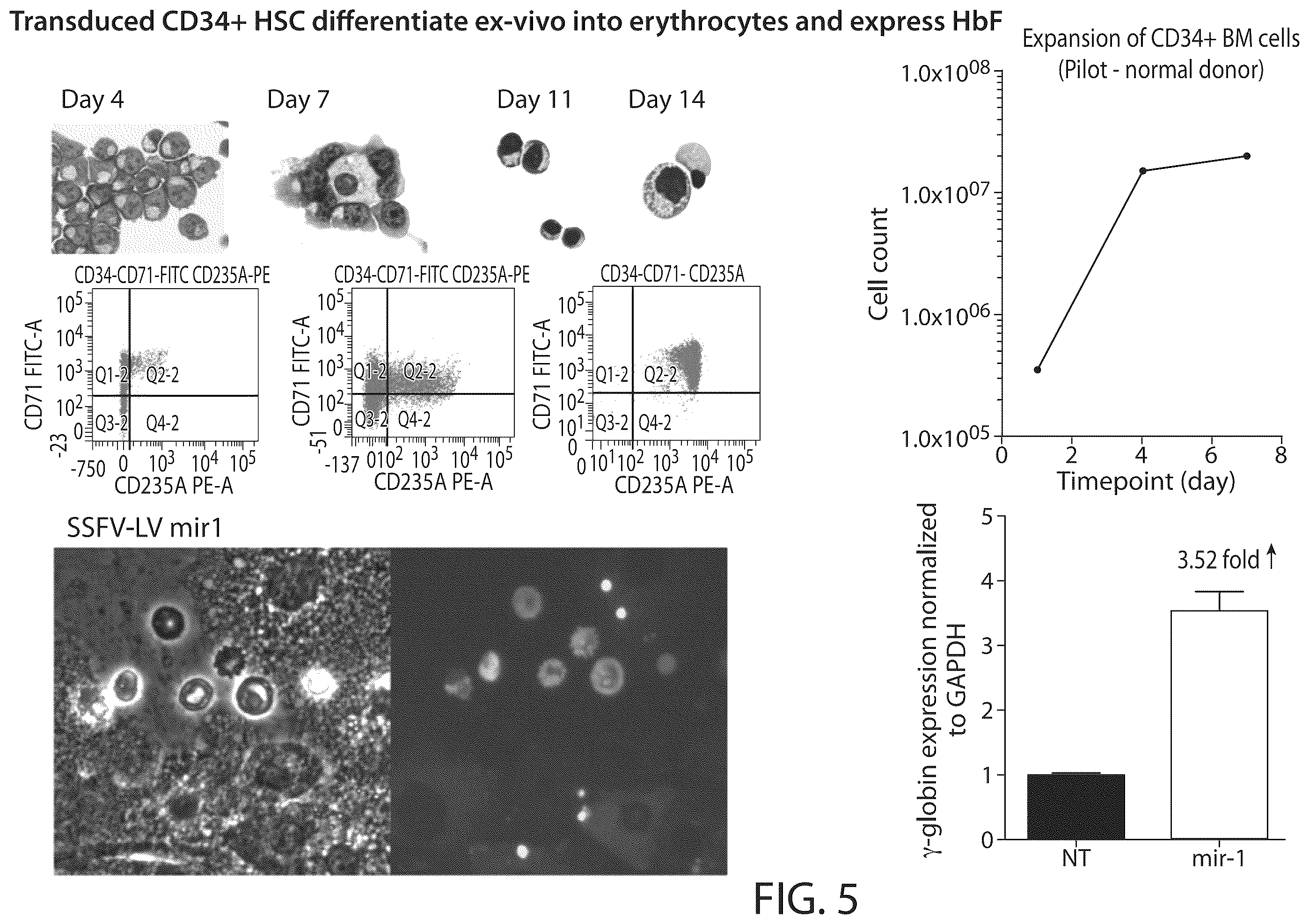 Patent US12350284 Figure 5 – BCL11A microRNAs for treating hemoglobinopathies